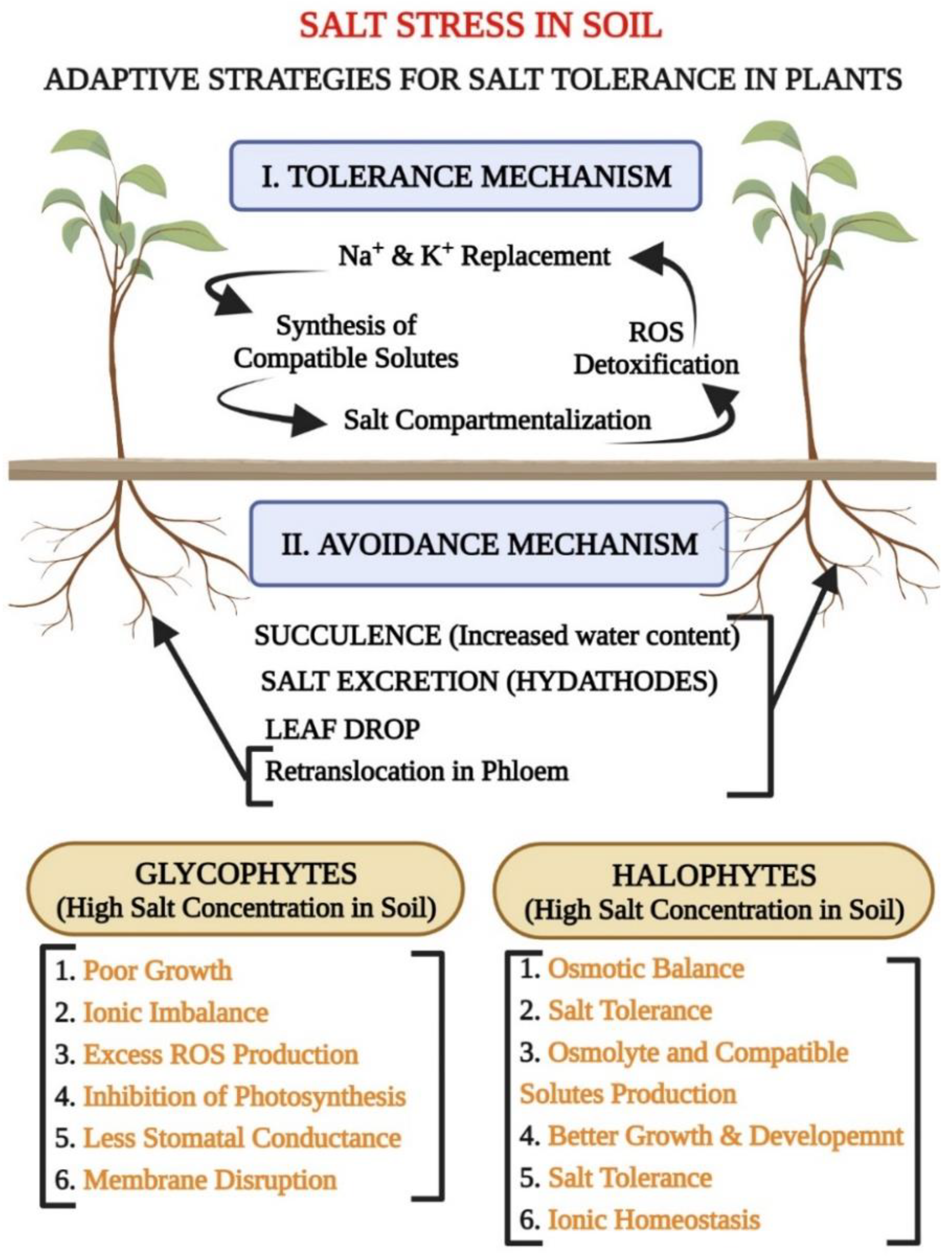 Biology | Free Full-Text | An Insight into Abiotic Stress and Influx Tolerance  Mechanisms in Plants to Cope in Saline Environments