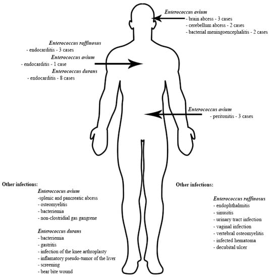 Biology | Free Full-Text | Enterococcus raffinosus, Enterococcus durans ...