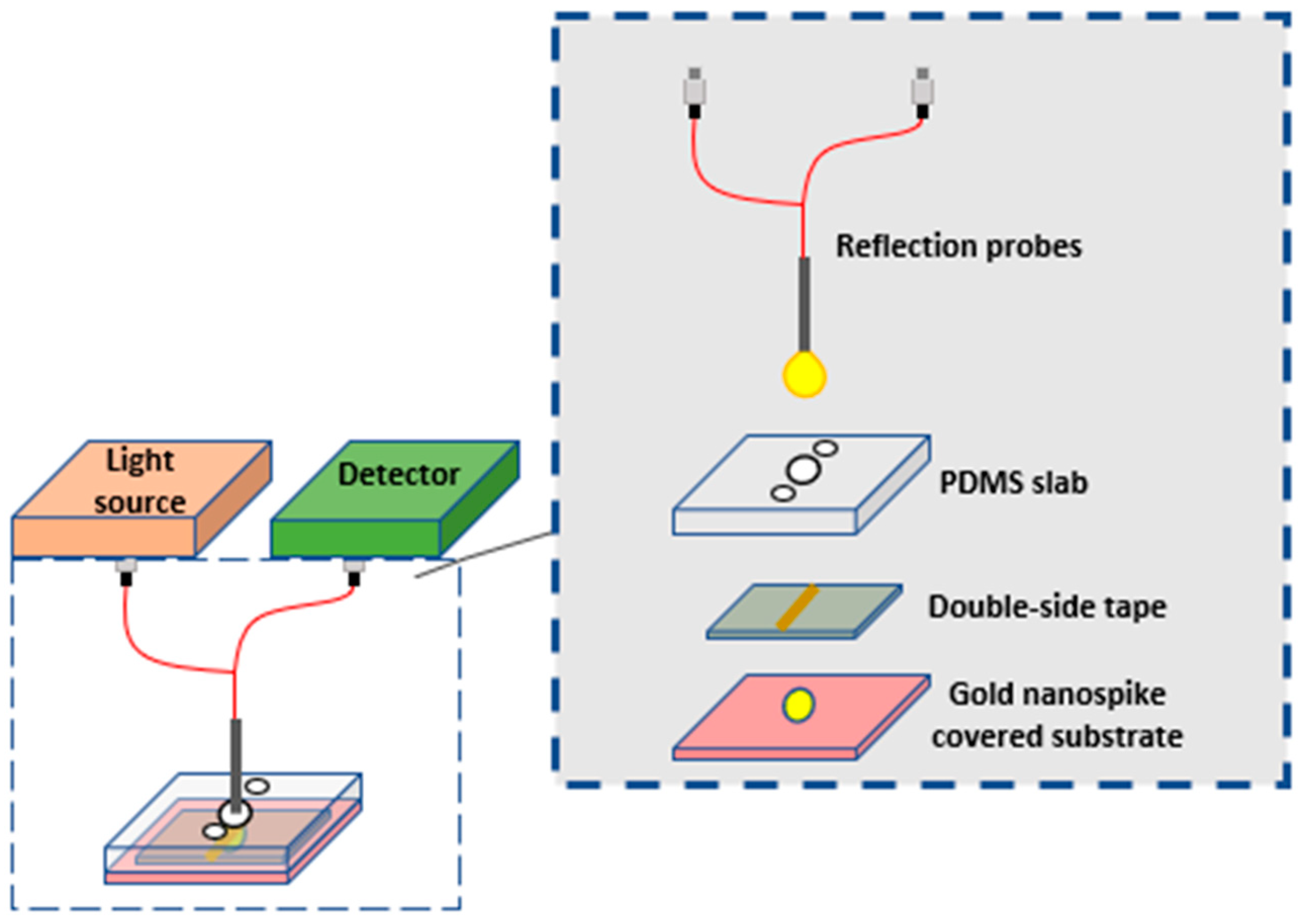 Biology 11 00621 g005 Biology 11 00621 g005