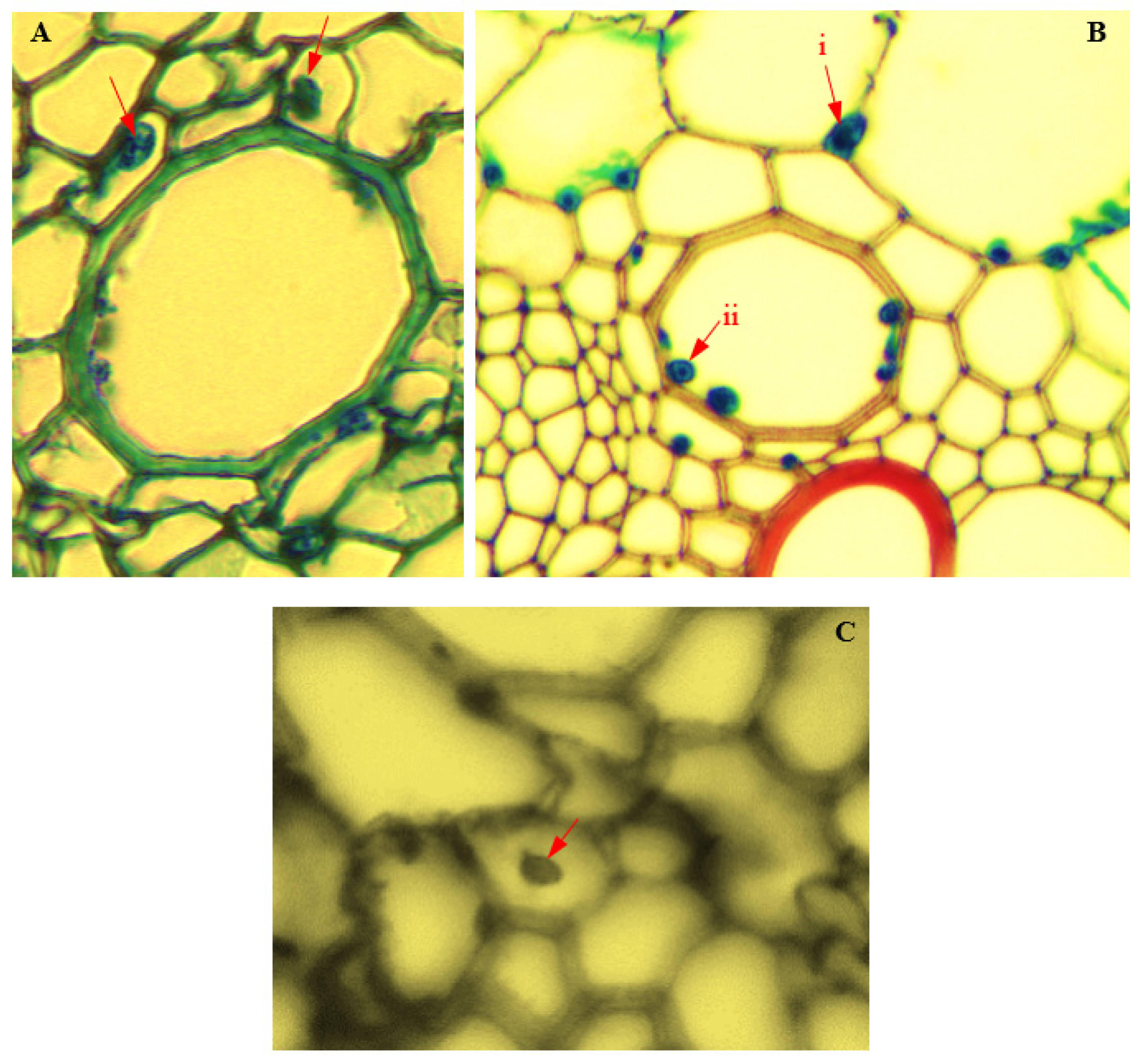 Biology 11 00641 g016