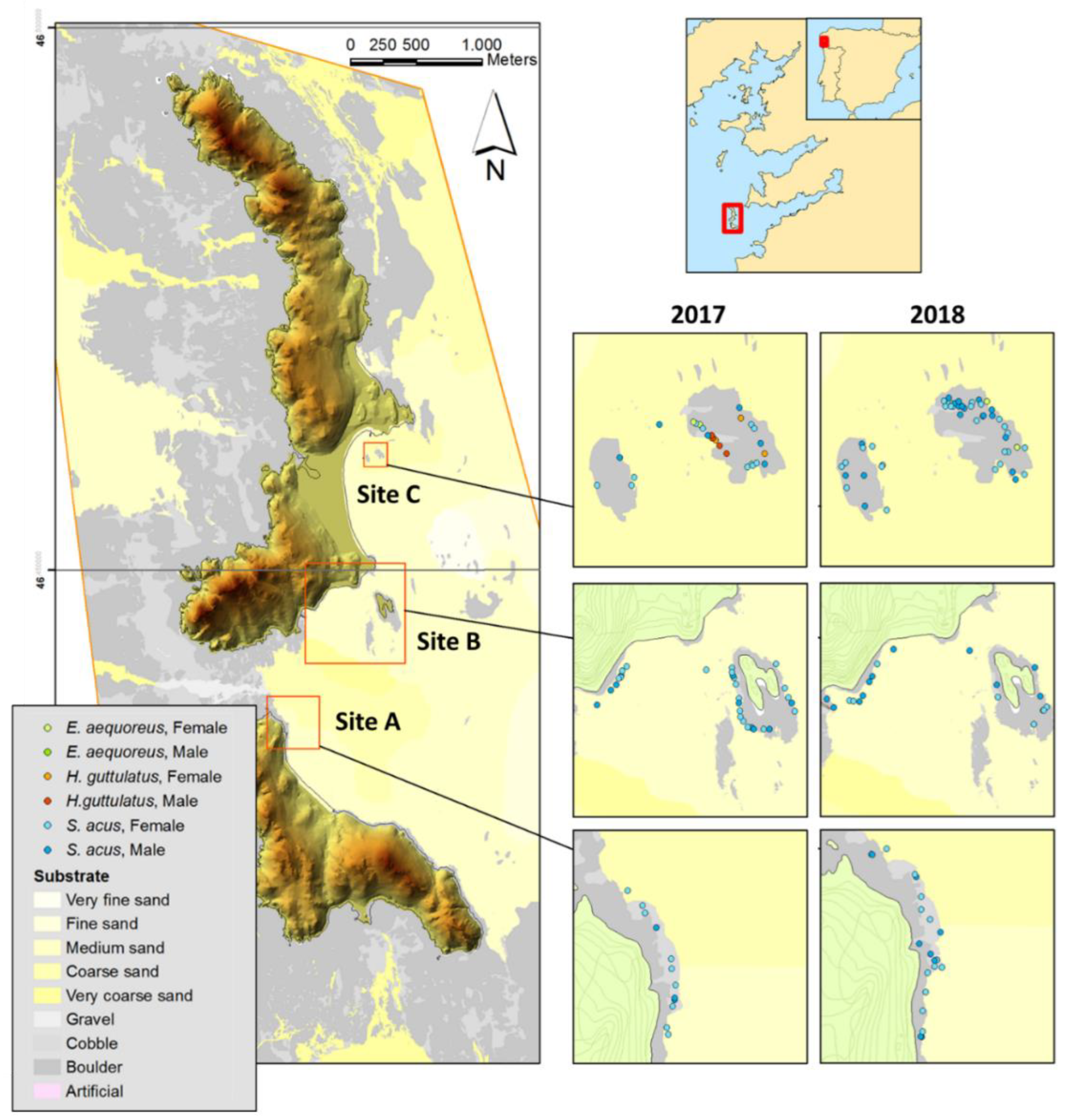 Figure 1 from Presence of the broad-nosed pipefish (Syngnathus