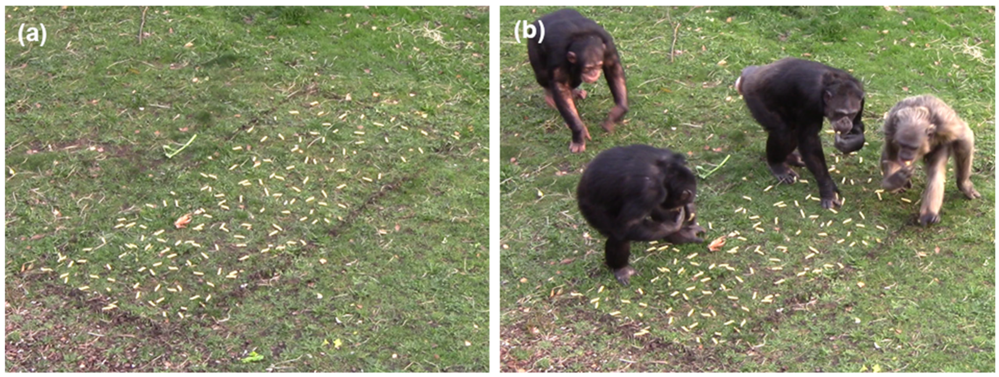 5 Comparison of party size and composition between chimpanzees and