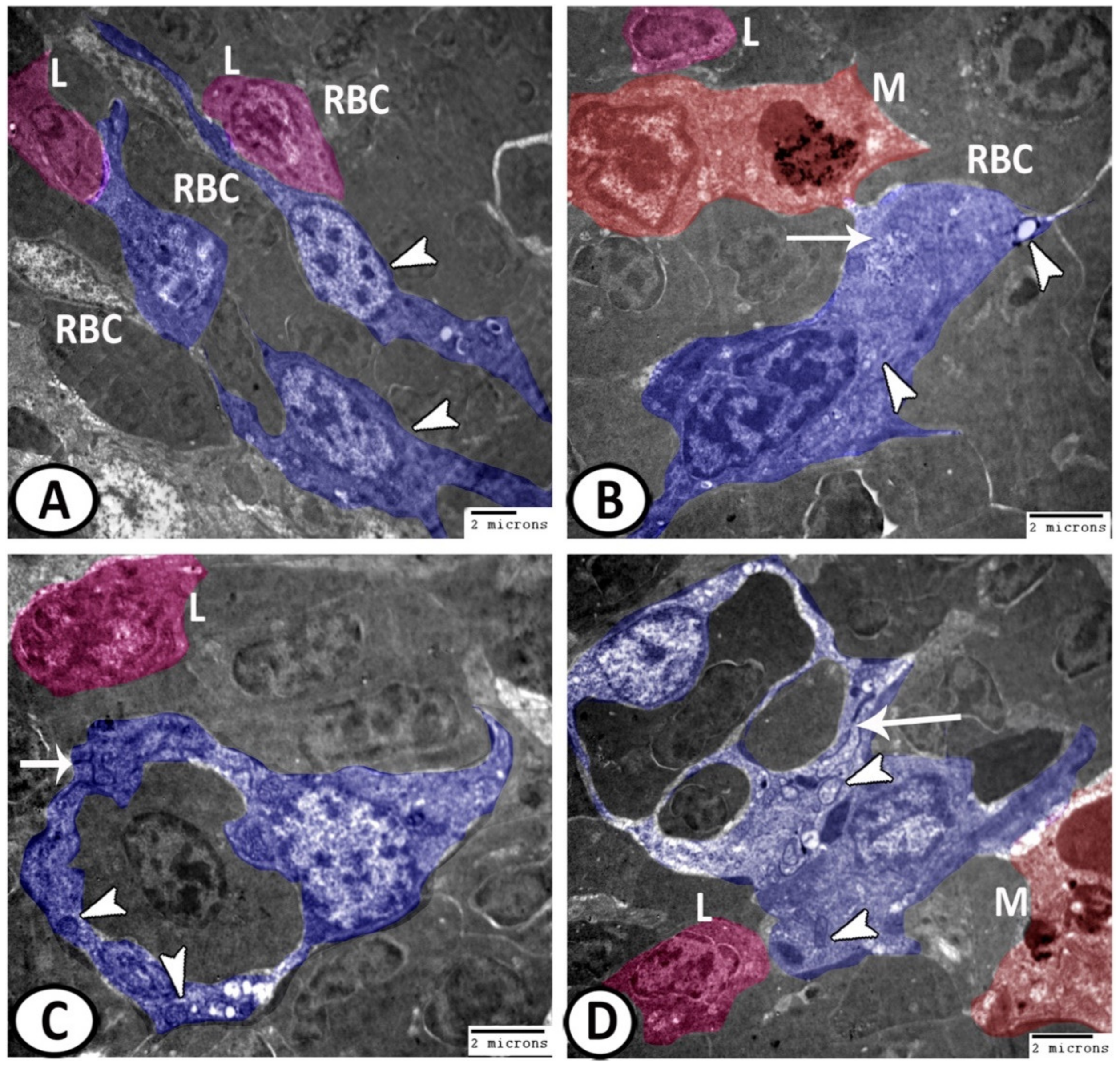 Biology 11 00779 g009