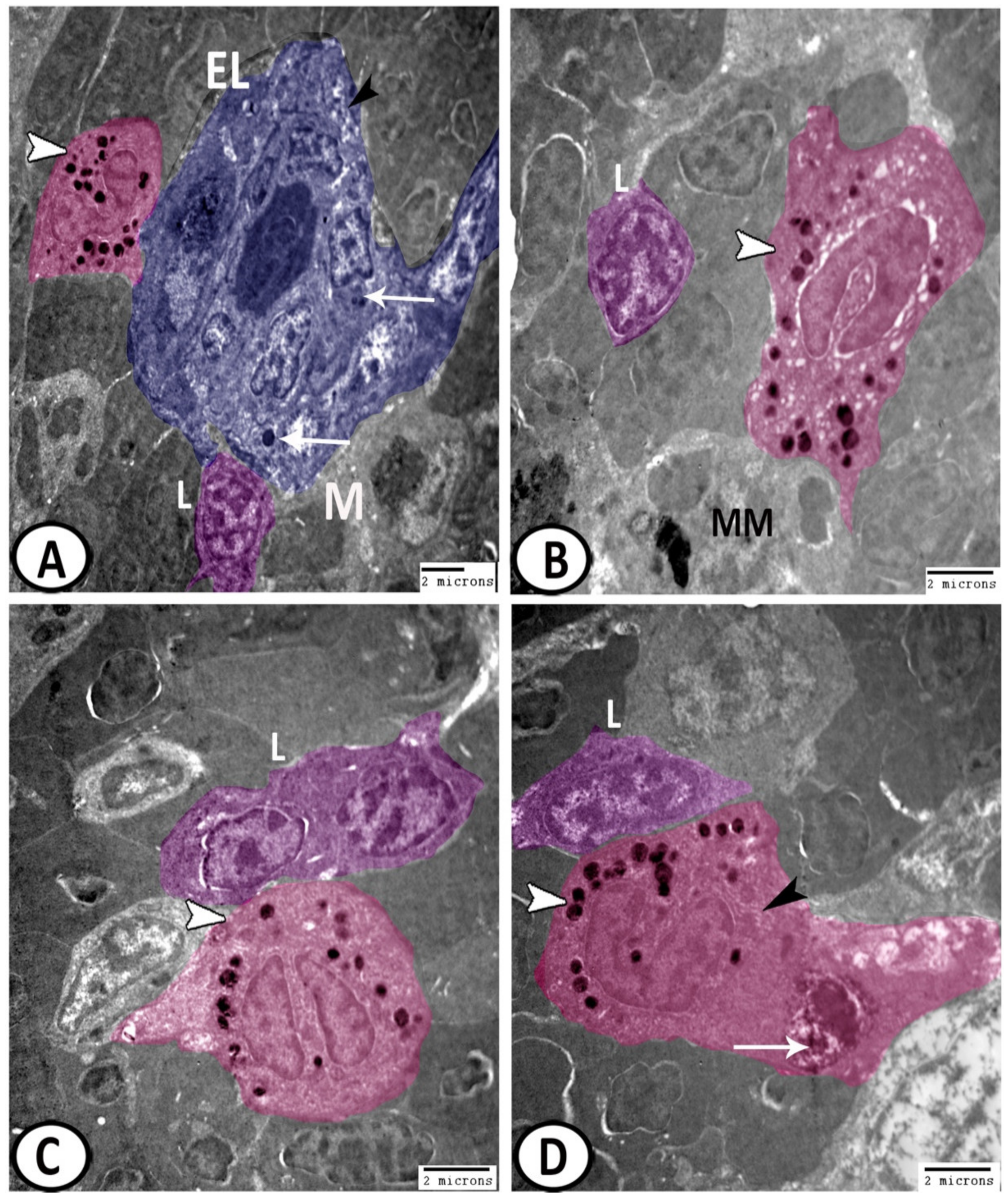Biology 11 00779 g010