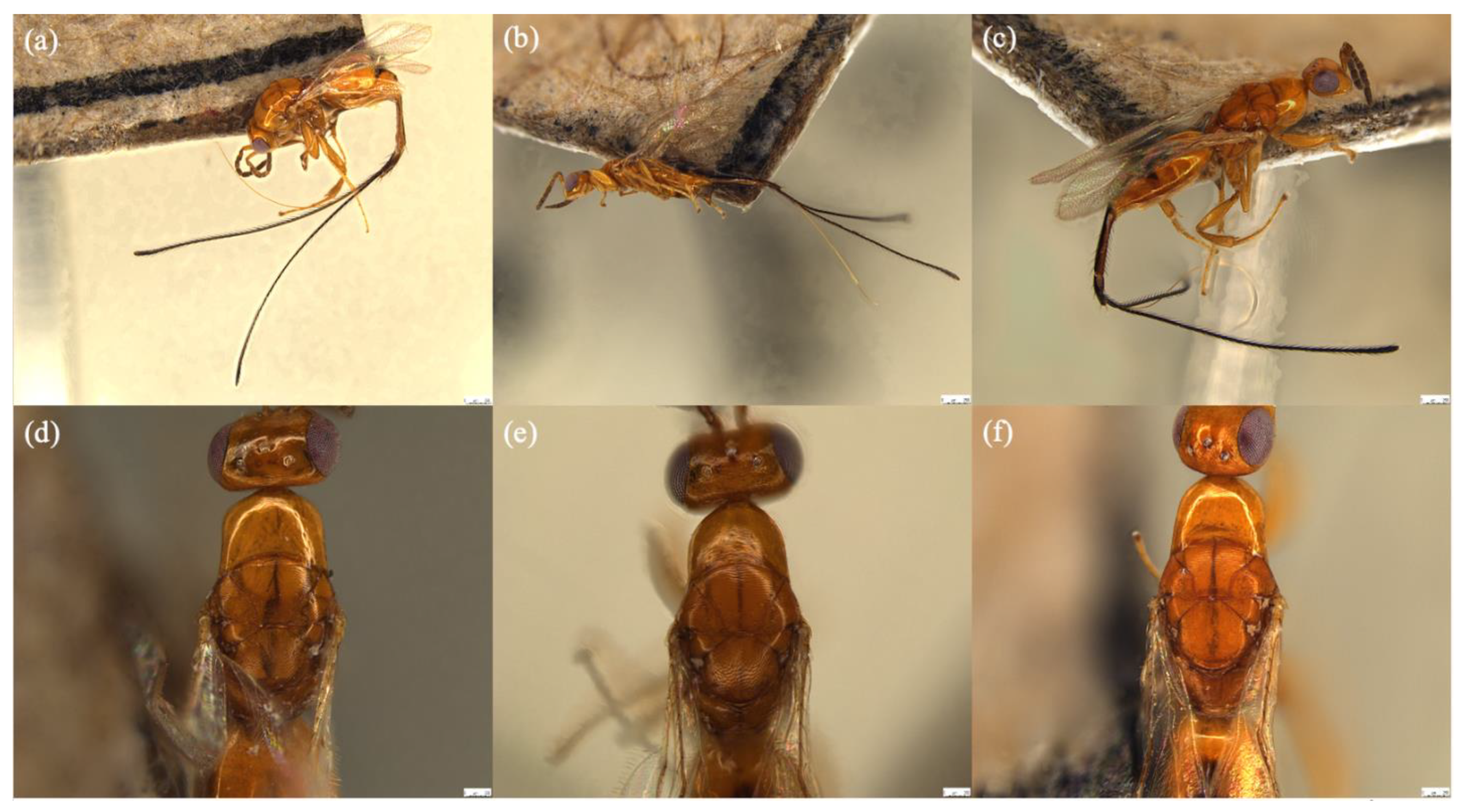 Biology | Free Full-Text | Seven Sycoryctine Fig Wasp Species  (Chalcidoidea: Pteromalidae) Associated with Dioecious Ficus hirta  Inhabiting South China and Southeast Asia