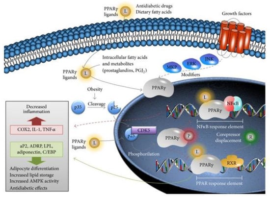 Biology | Free Full-Text | Enhanced 3T3-L1 Differentiation into