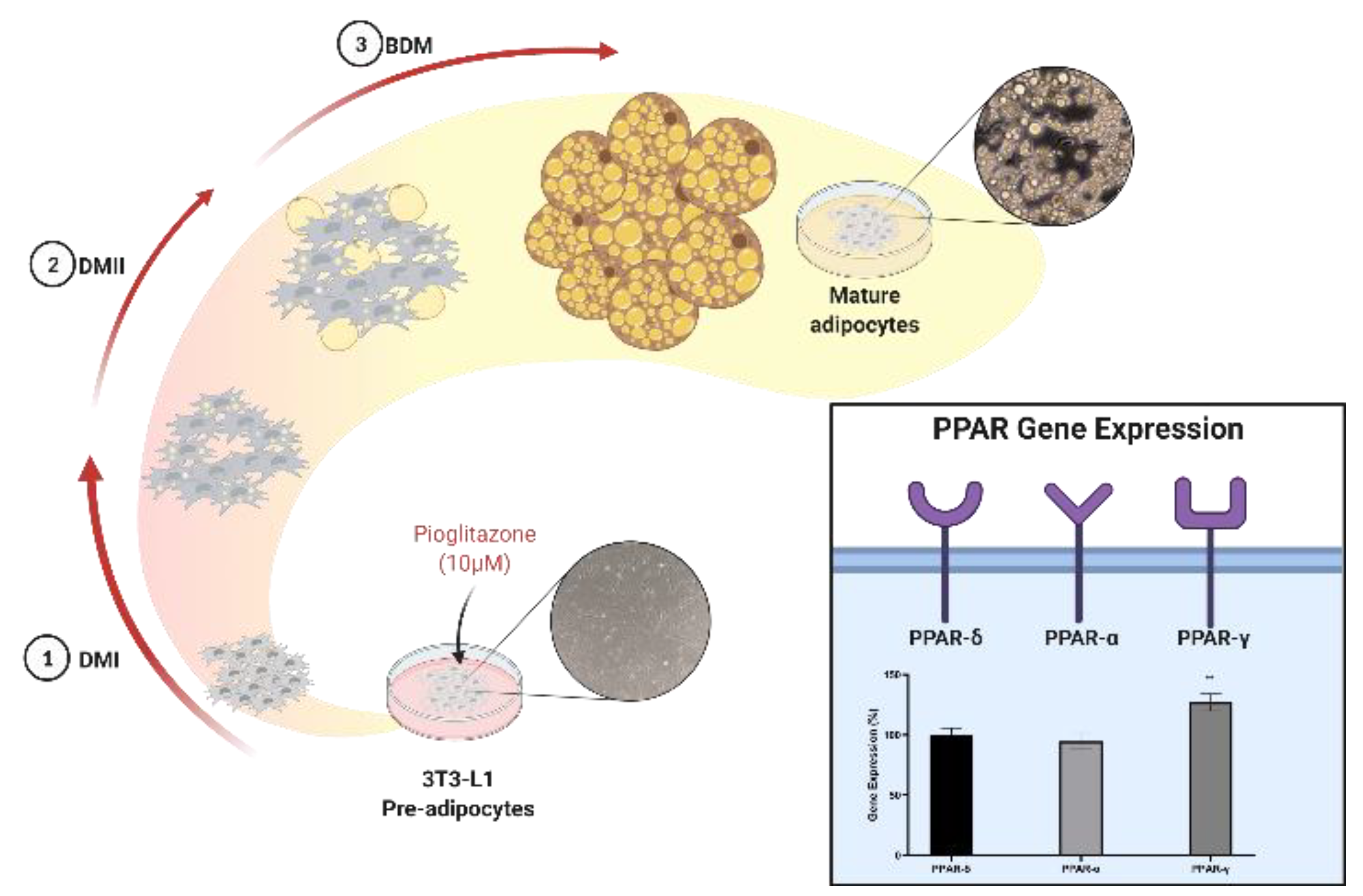 Biology 11 00806 g007 Biology 11 00806 g007
