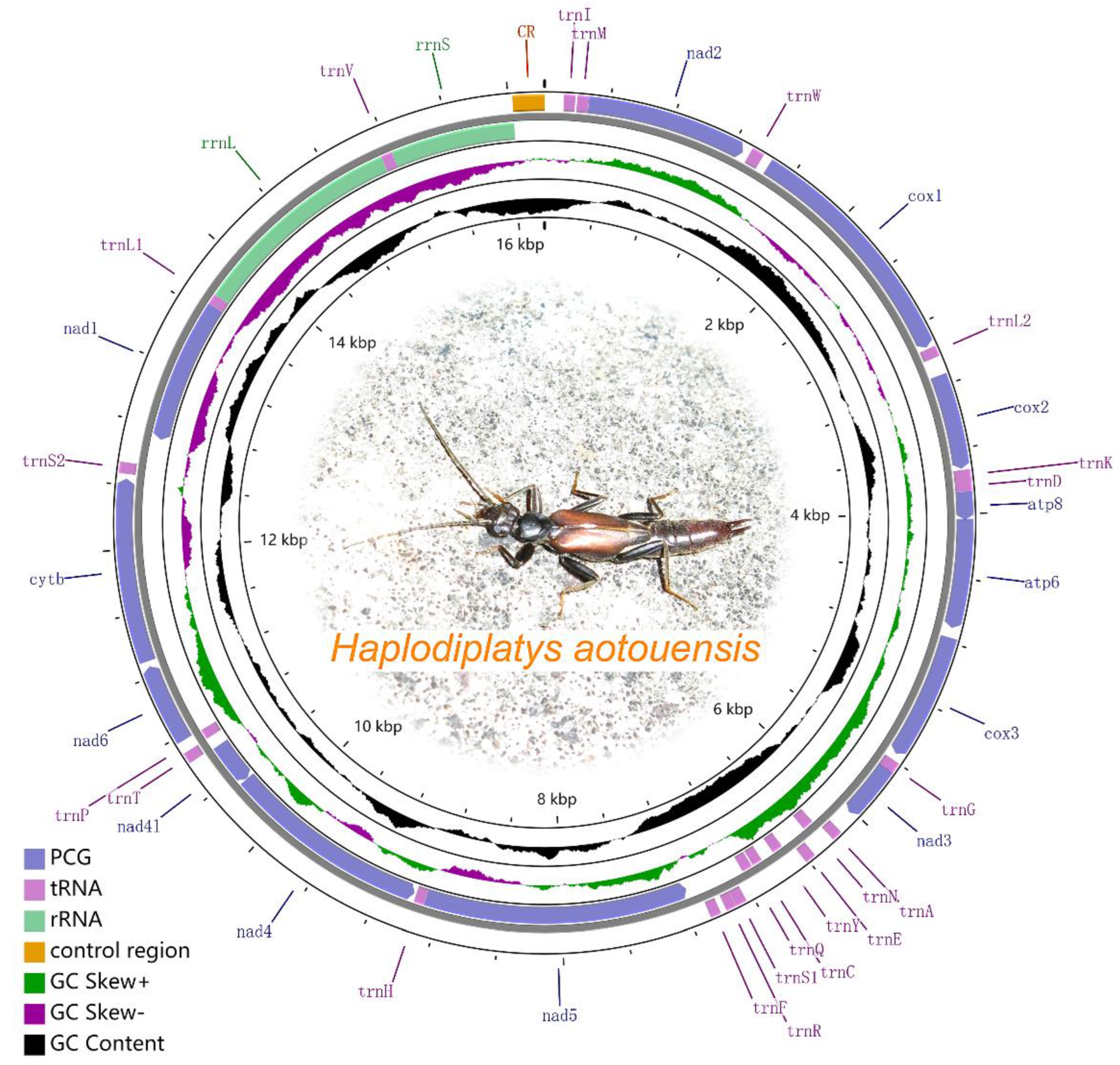 Biology | Free Full-Text | The First Mitochondrial Genomes of the Family  Haplodiplatyidae (Insecta: Dermaptera) Reveal Intraspecific Variation and  Extensive Gene Rearrangement | HTML