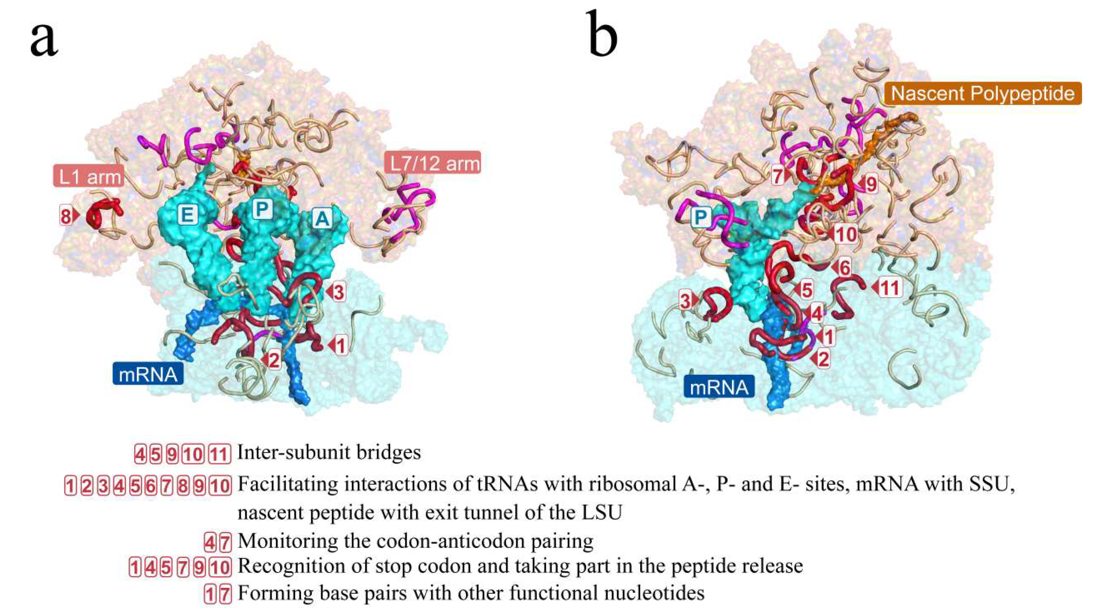 Biology 11 00837 g005