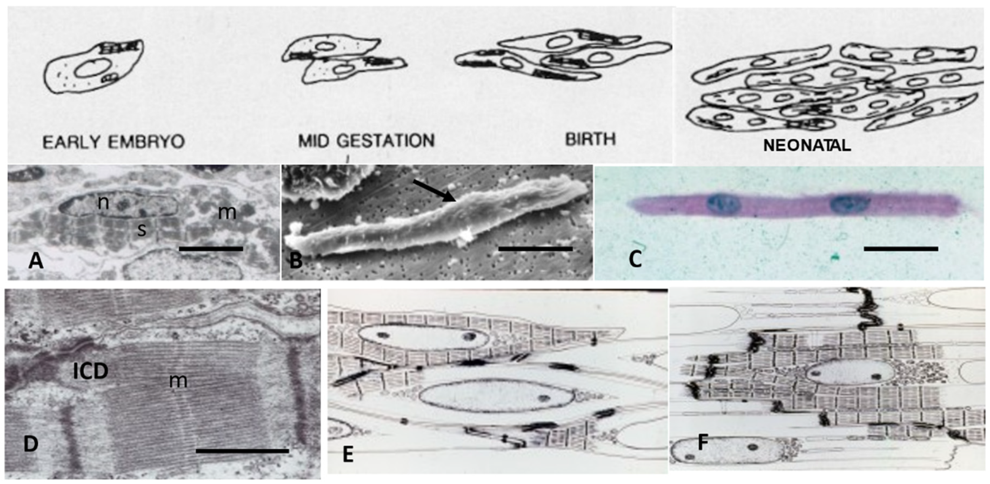 Biology 11 00880 g003 Biology 11 00880 g003