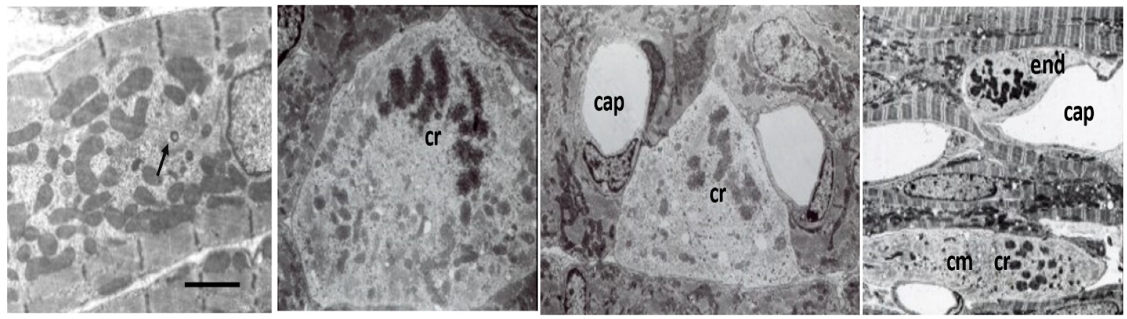 Biology 11 00880 g004 Biology 11 00880 g004