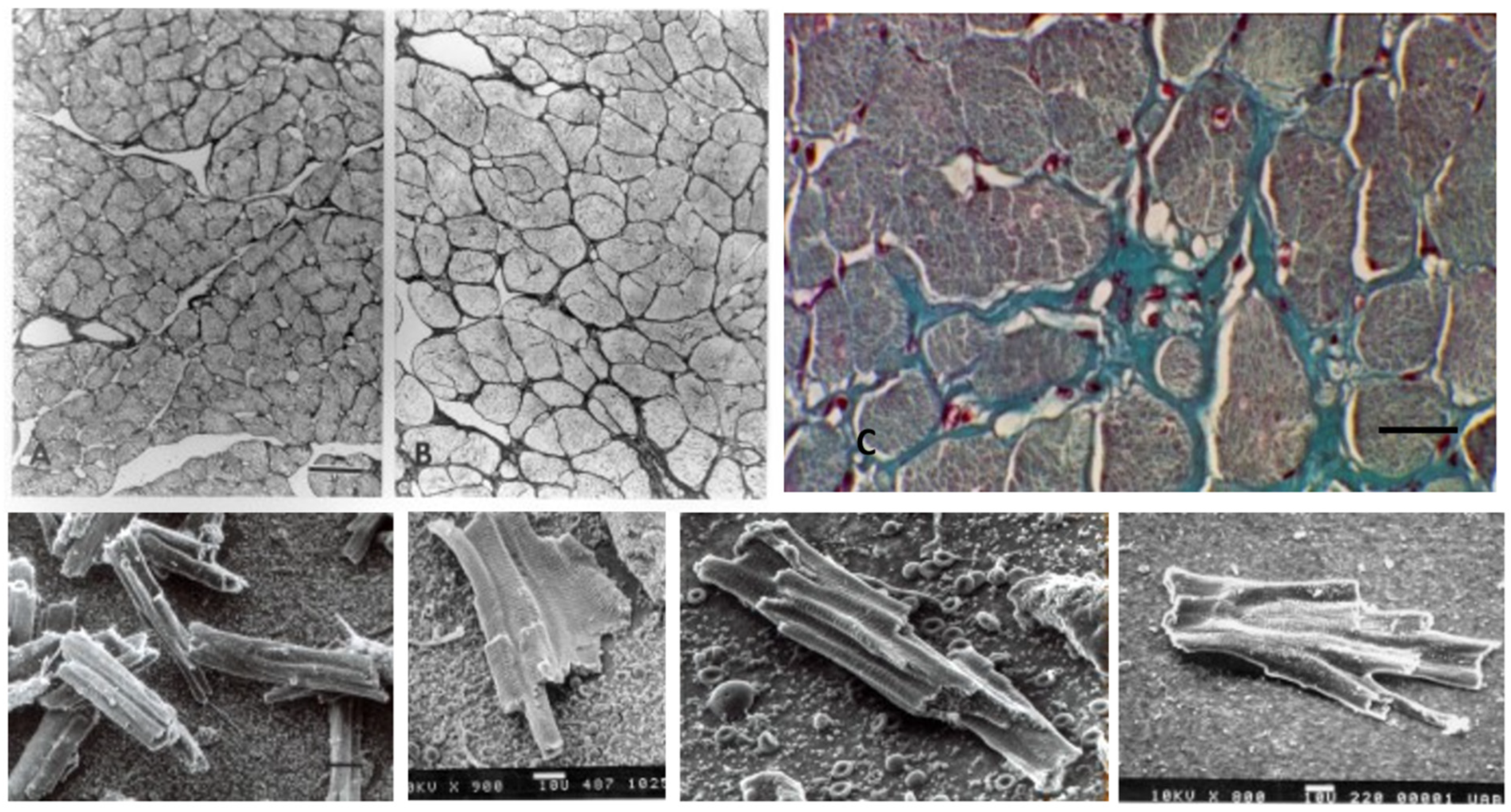 Biology 11 00880 g012 Biology 11 00880 g012