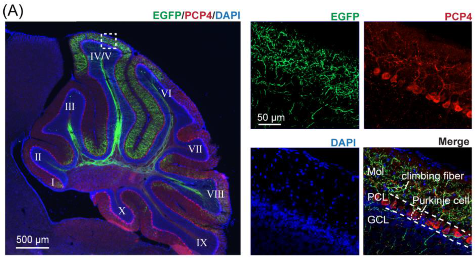 Biology 11 00907 g003a