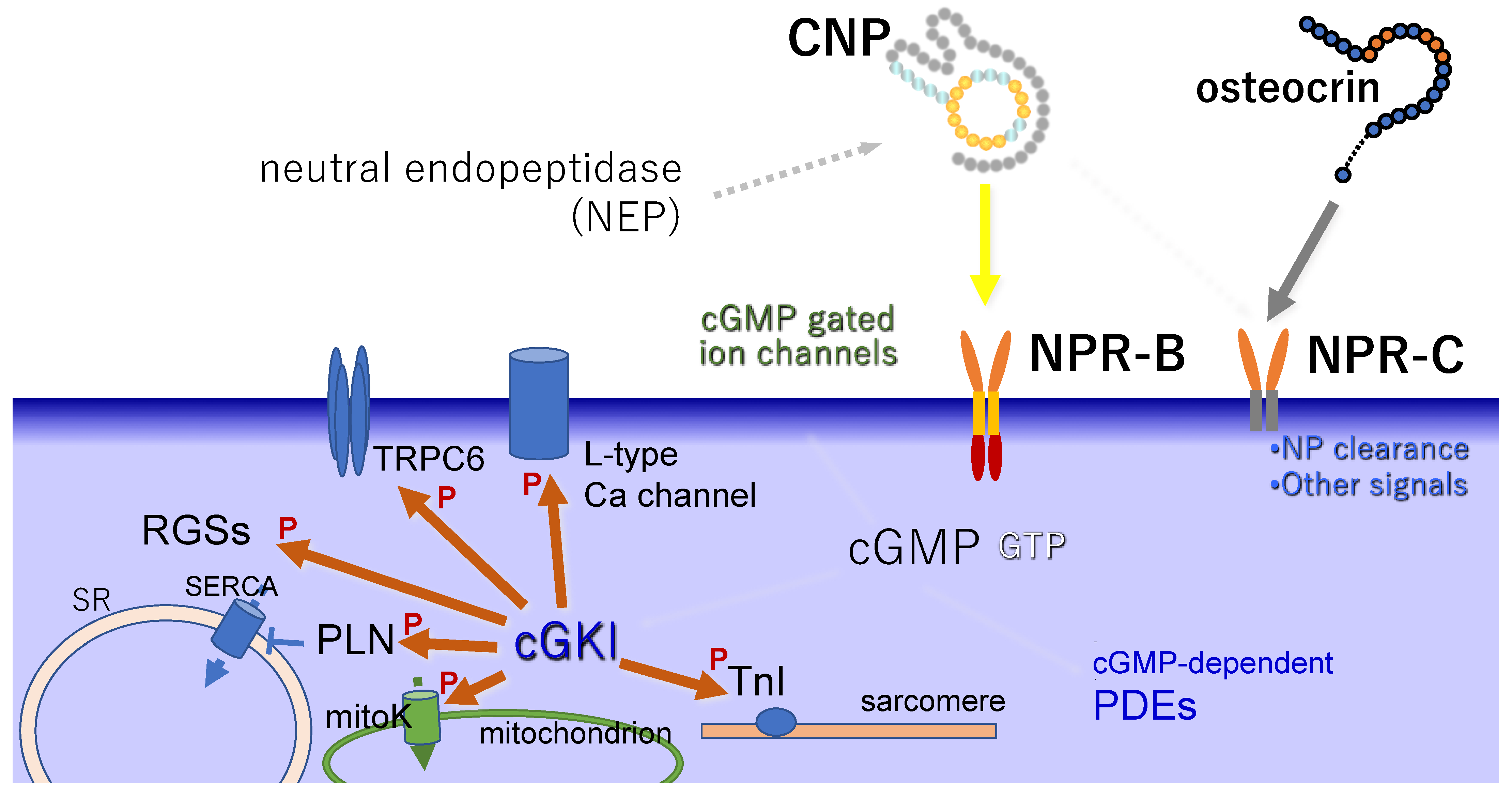 Biology 11 00911 g002 Biology 11 00911 g002