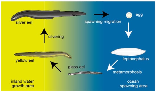 american eel migration