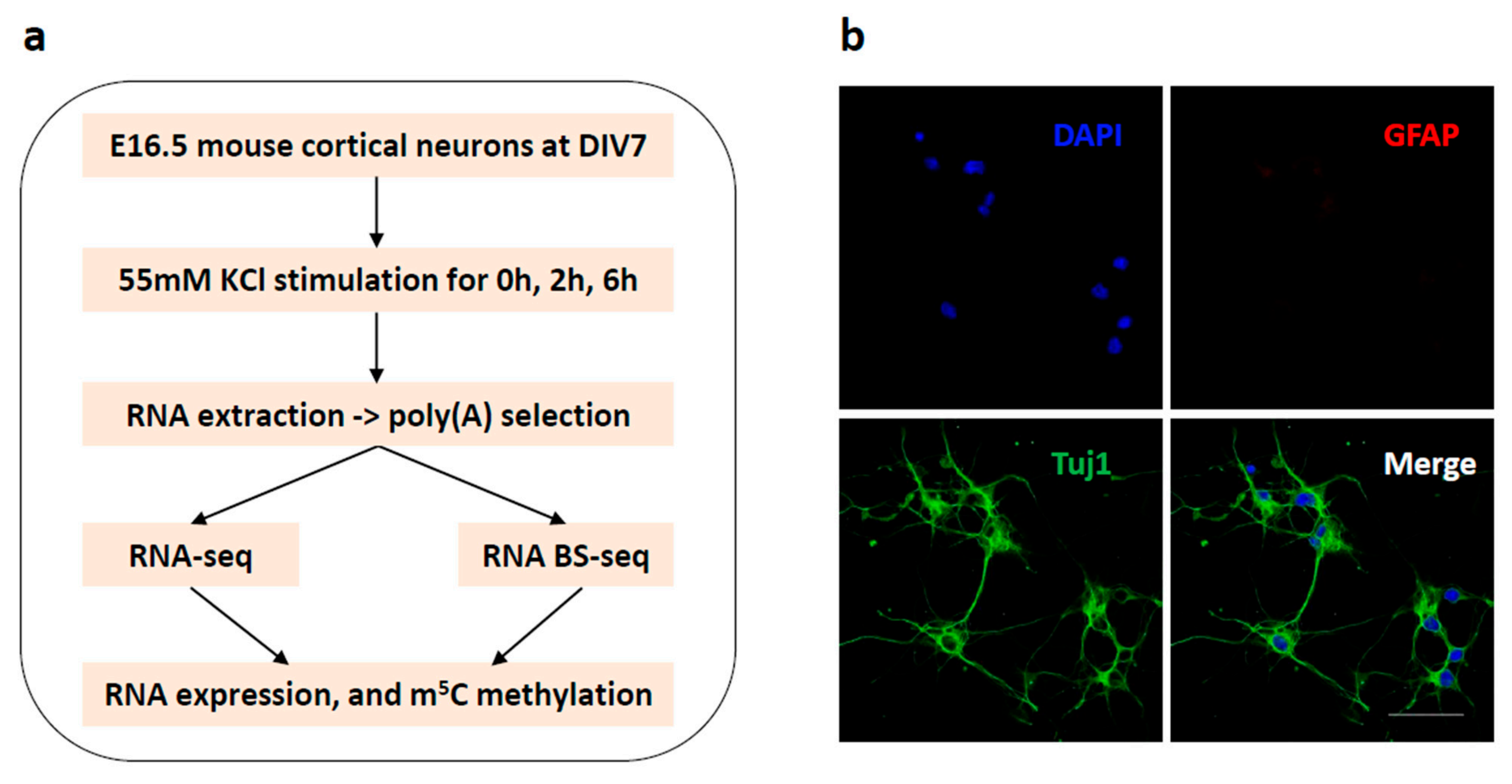 Biology | Free Full-Text | Neuronal Depolarization Induced RNA m5C  Methylation Changes in Mouse Cortical Neurons