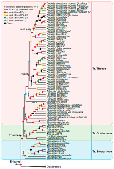 Biology | Free Full-Text | Phylogenomics Resolves the Phylogeny of 