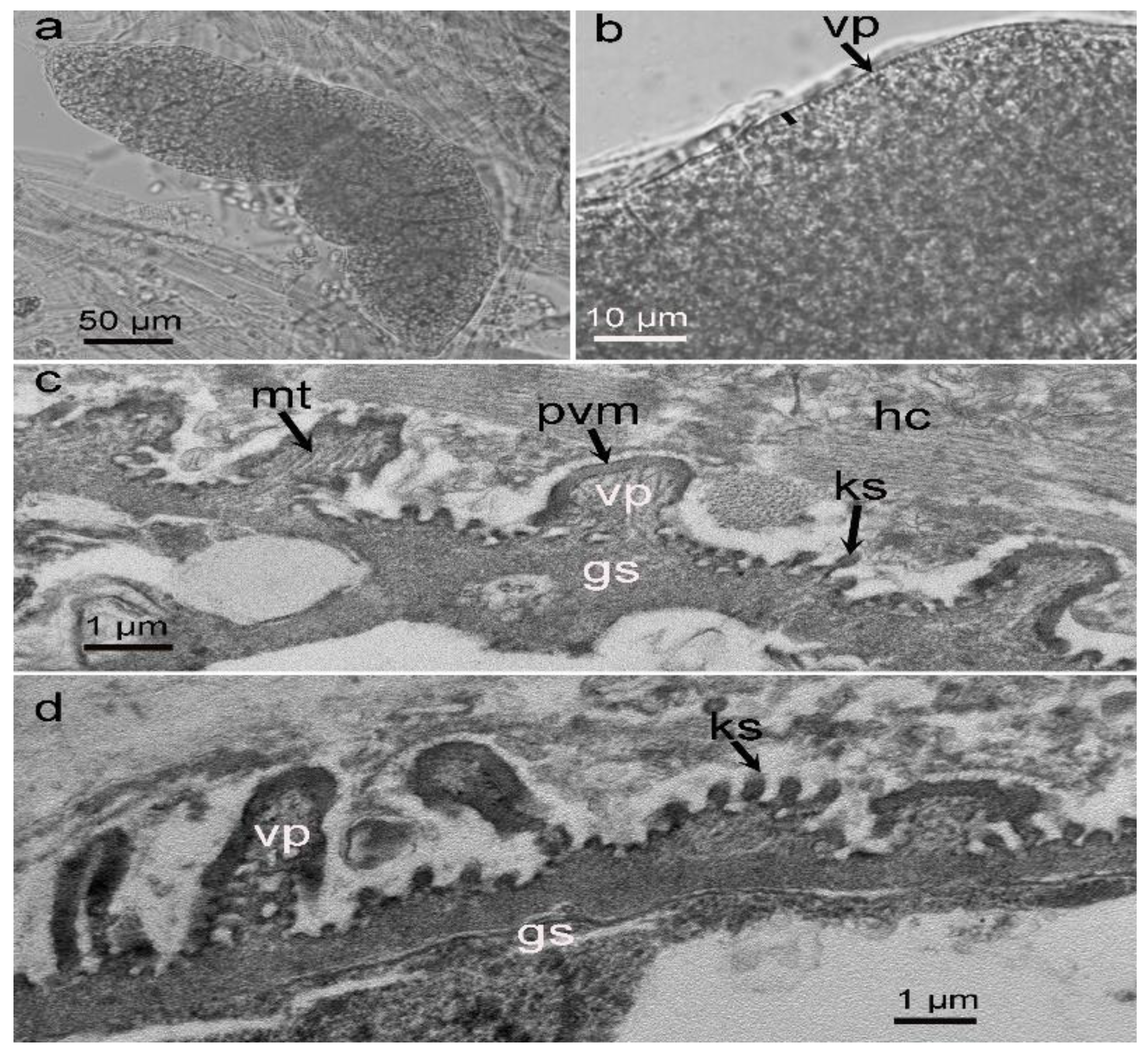 Biology 11 01016 g001