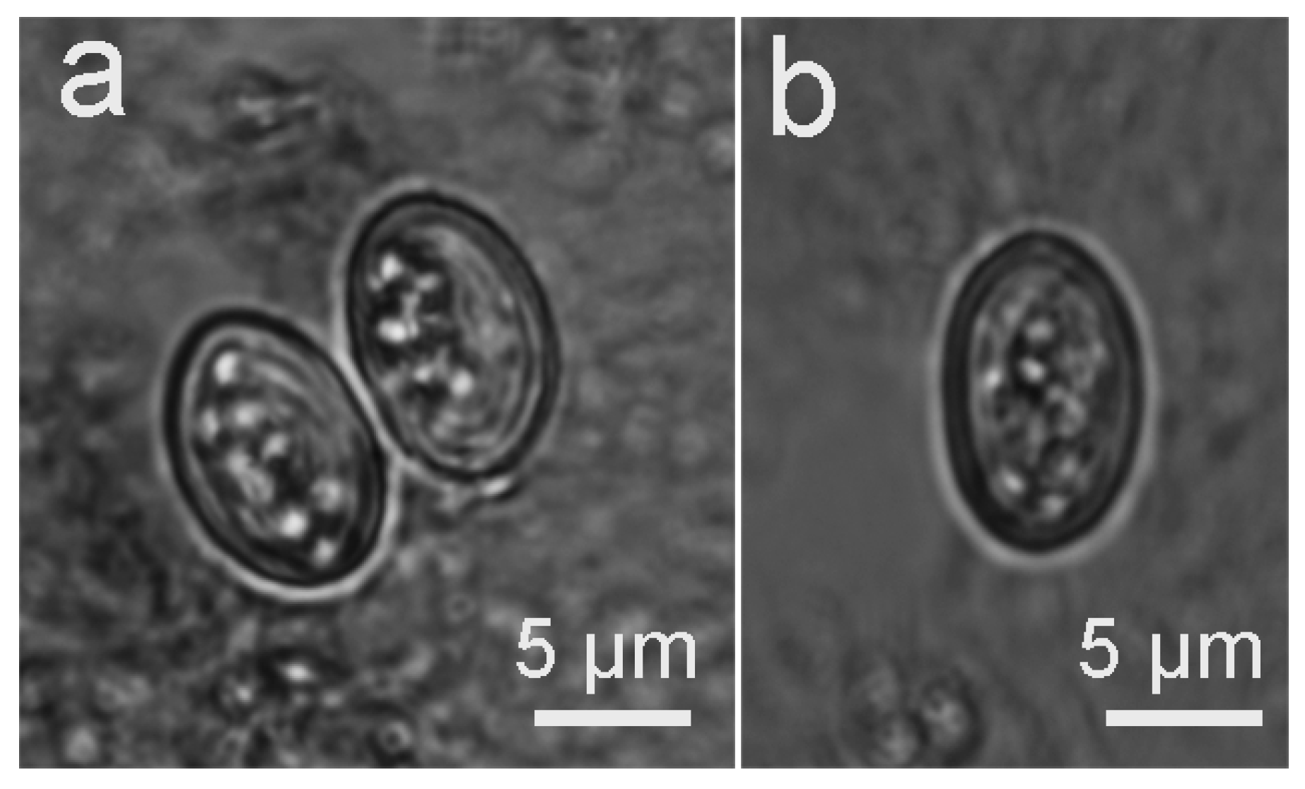 Biology 11 01016 g002