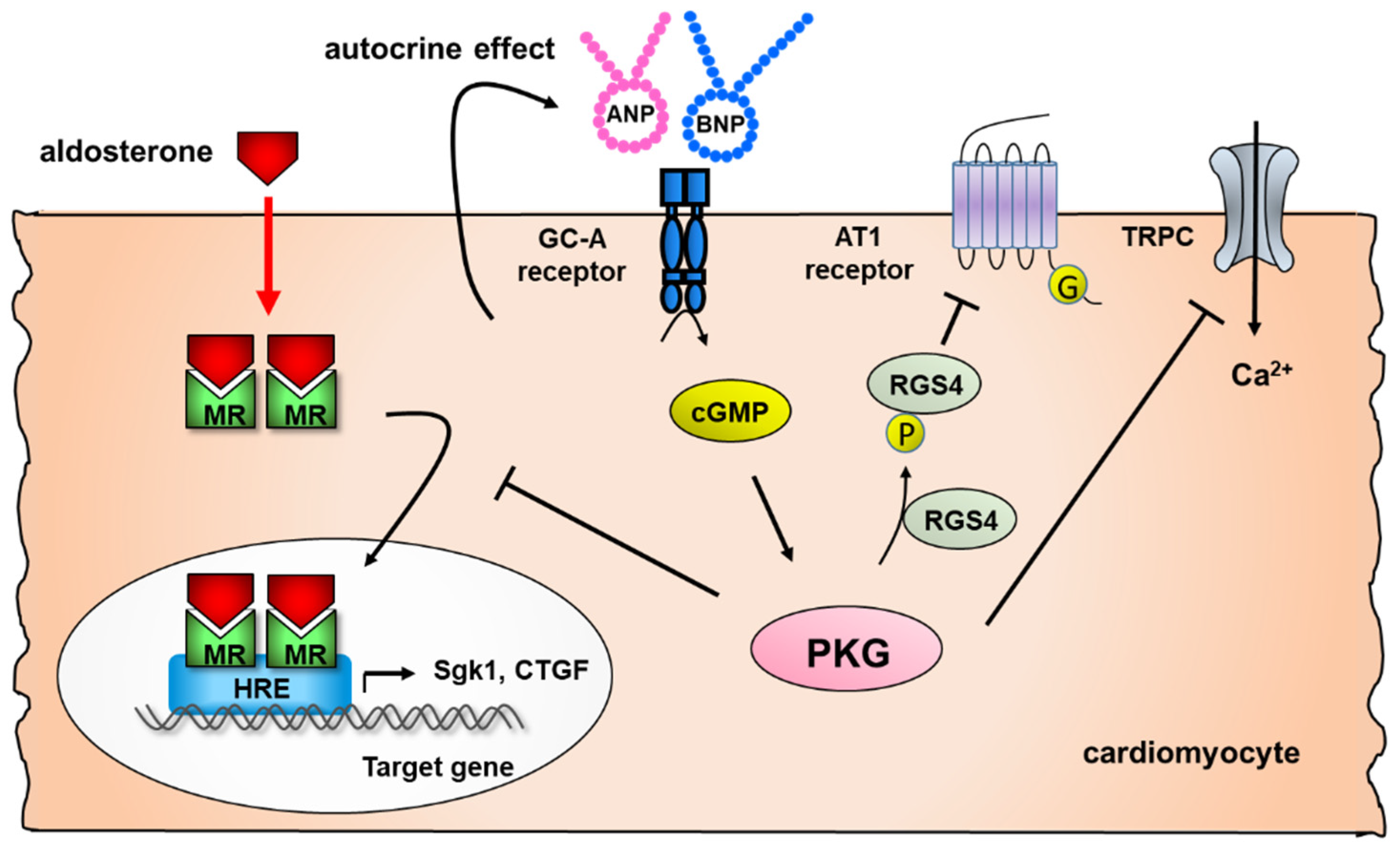 Biology | Free Full-Text | Roles Of Natriuretic Peptides And The ...