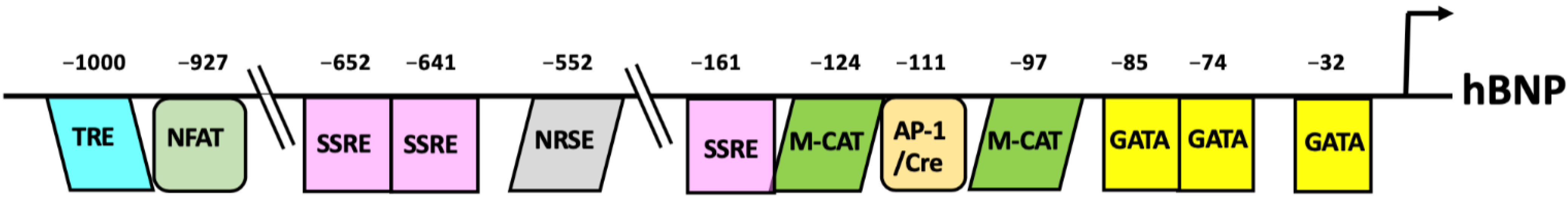 Biology 11 01034 g003 Biology 11 01034 g003