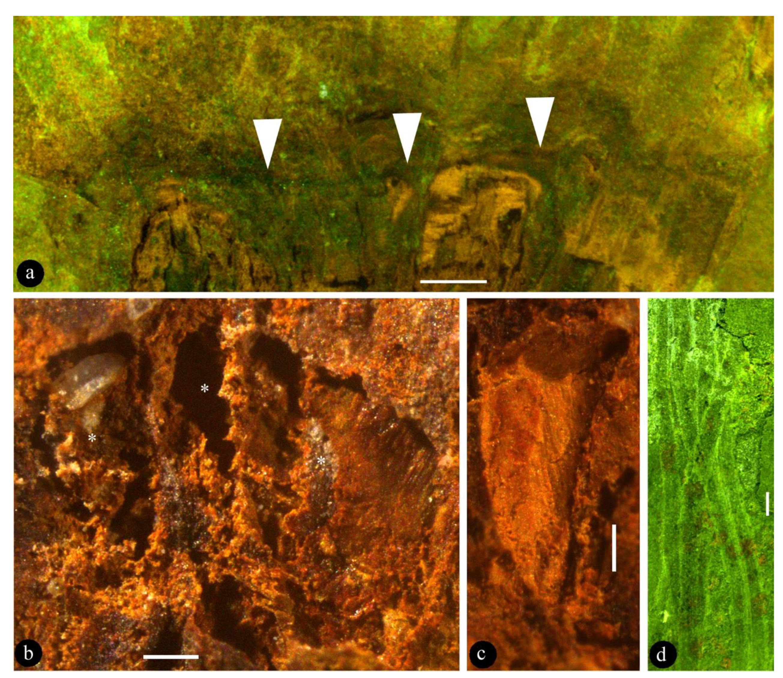 Biology | Free Full-Text | A Novel Early Cretaceous Flower and Its 