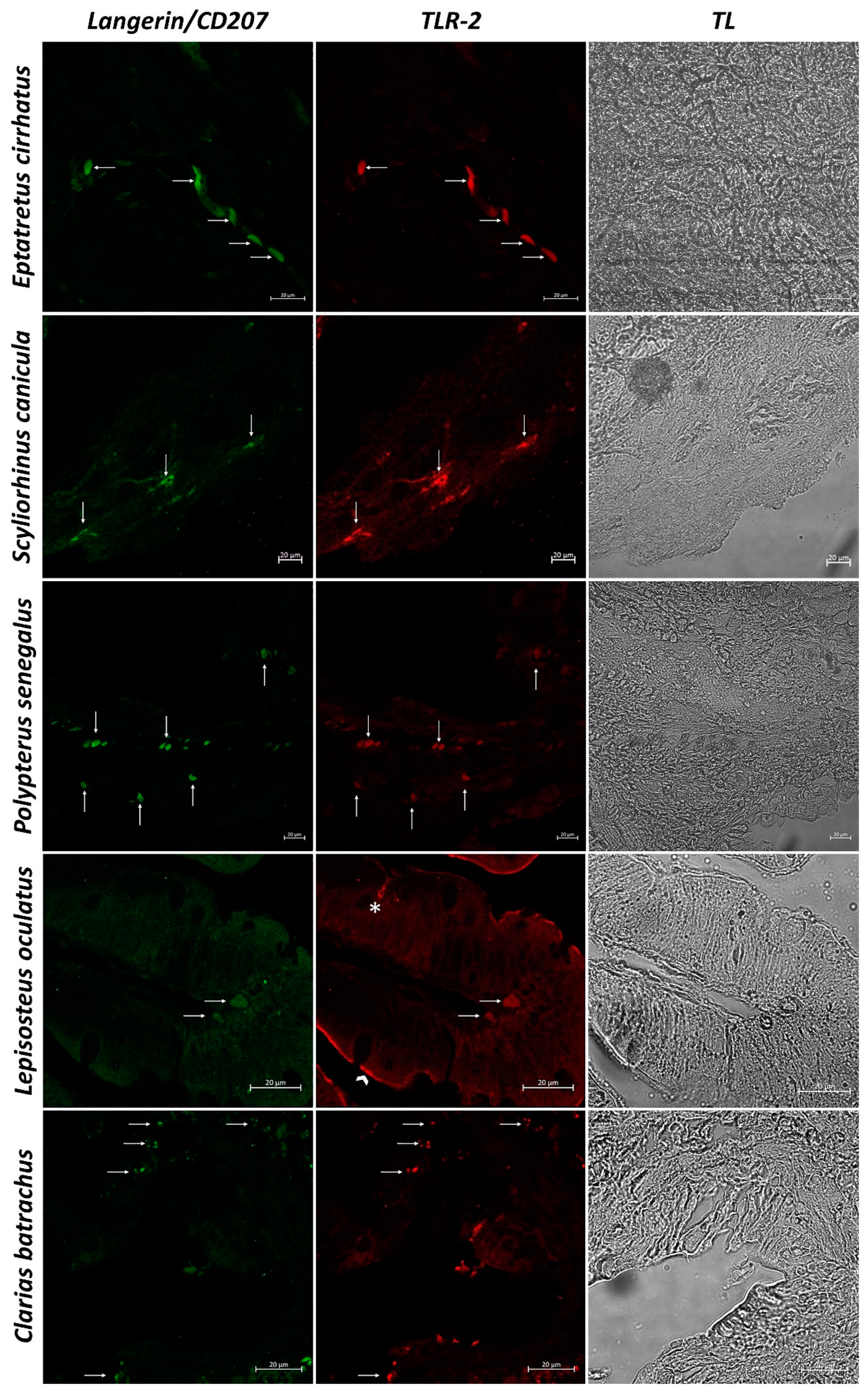 Biology 11 01045 g005
