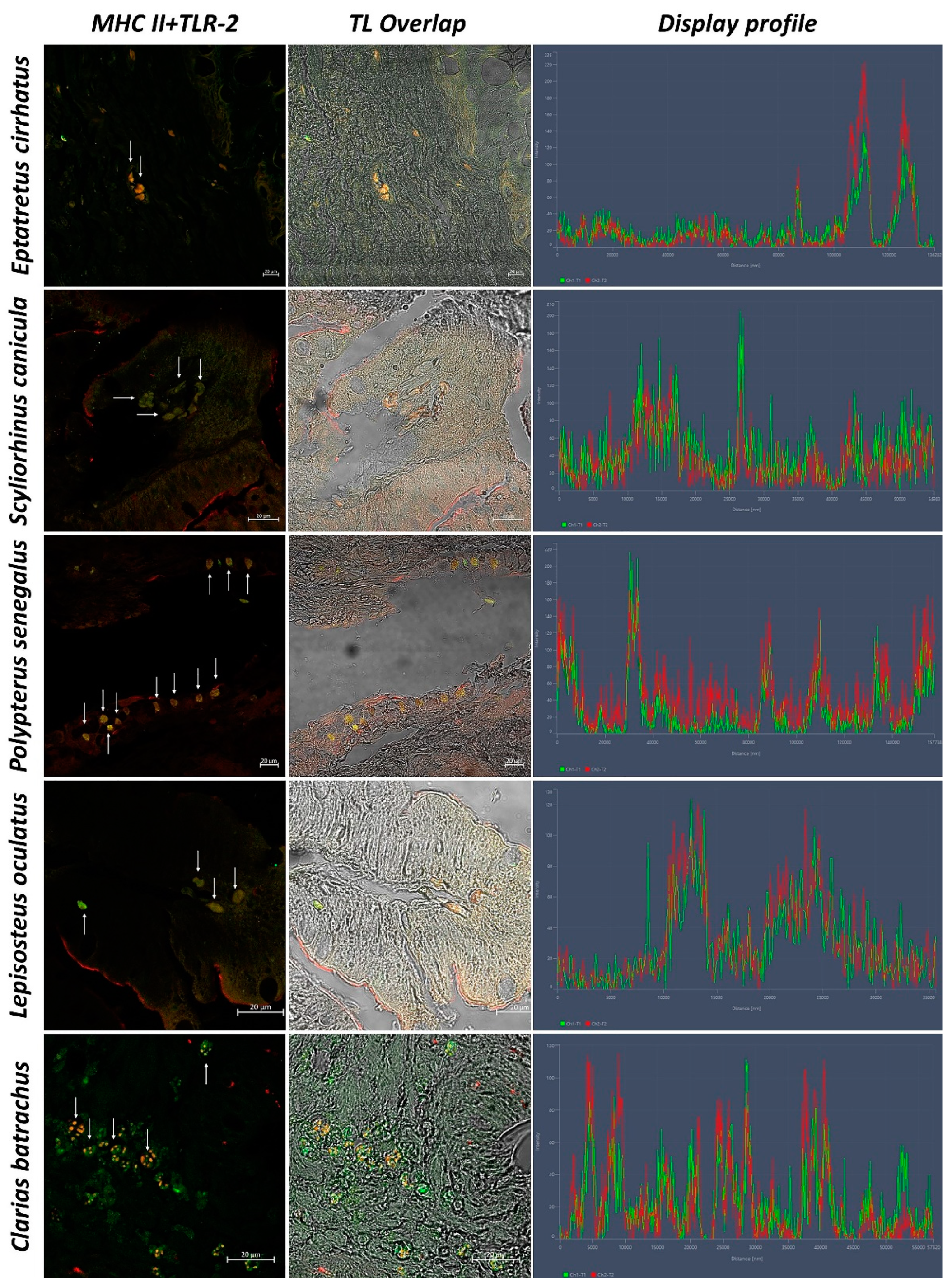 Biology 11 01045 g008