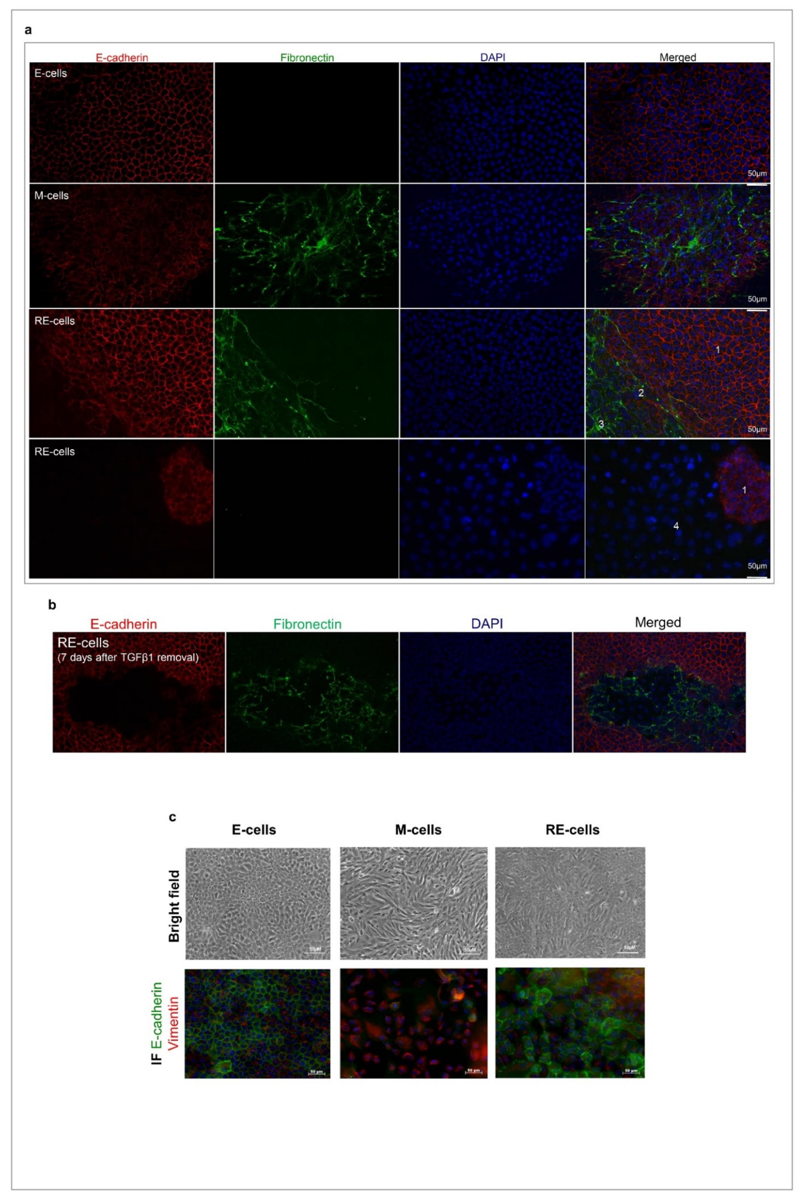 Biology 11 01046 g002