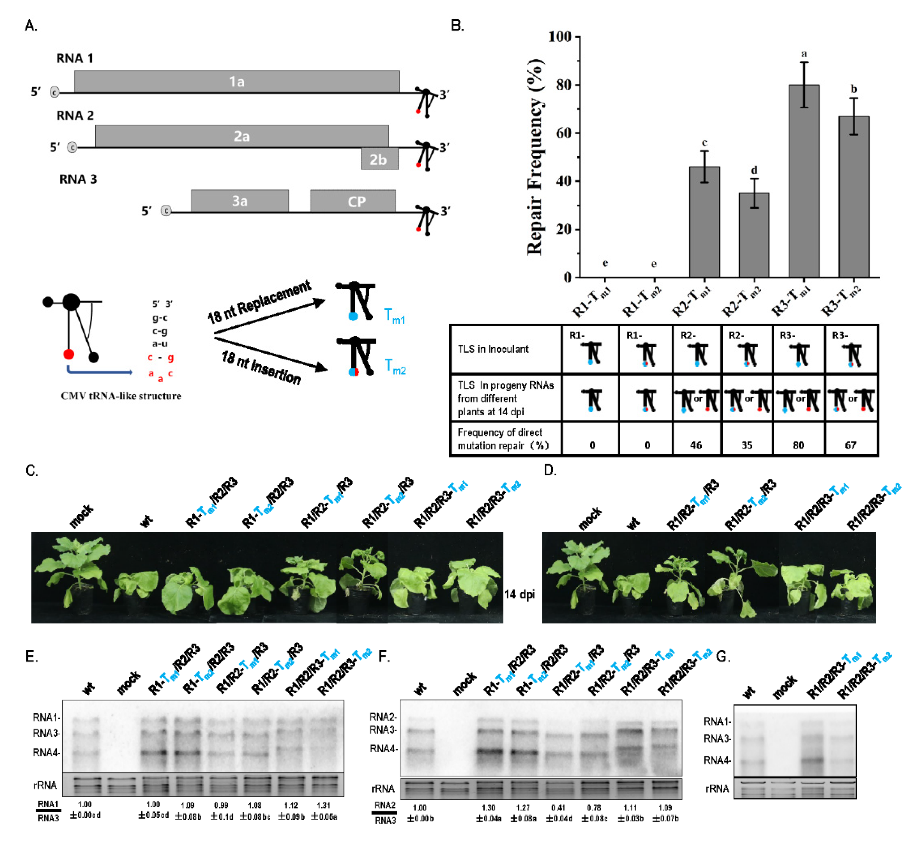 Biology 11 01051 g001