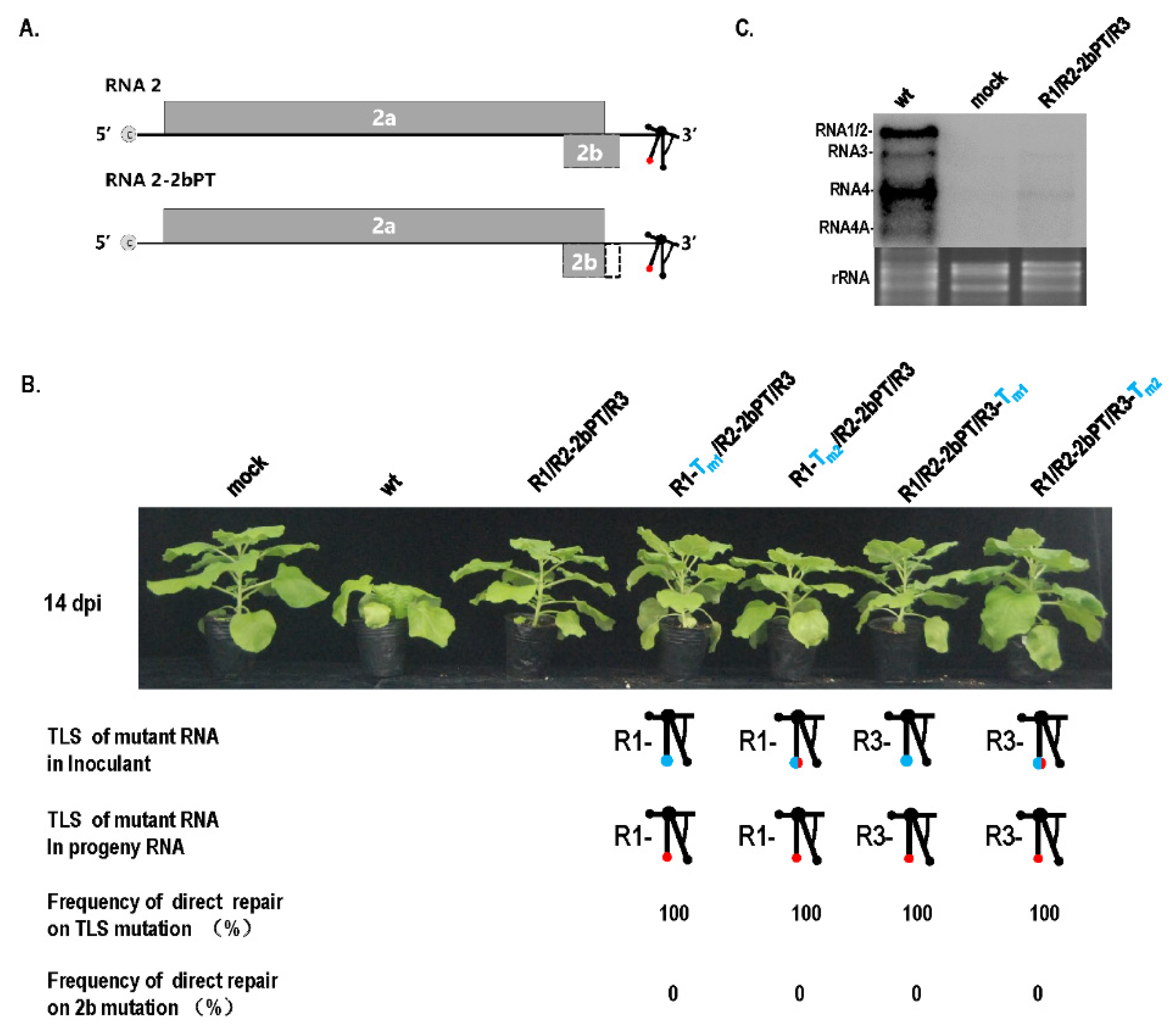 Biology 11 01051 g004