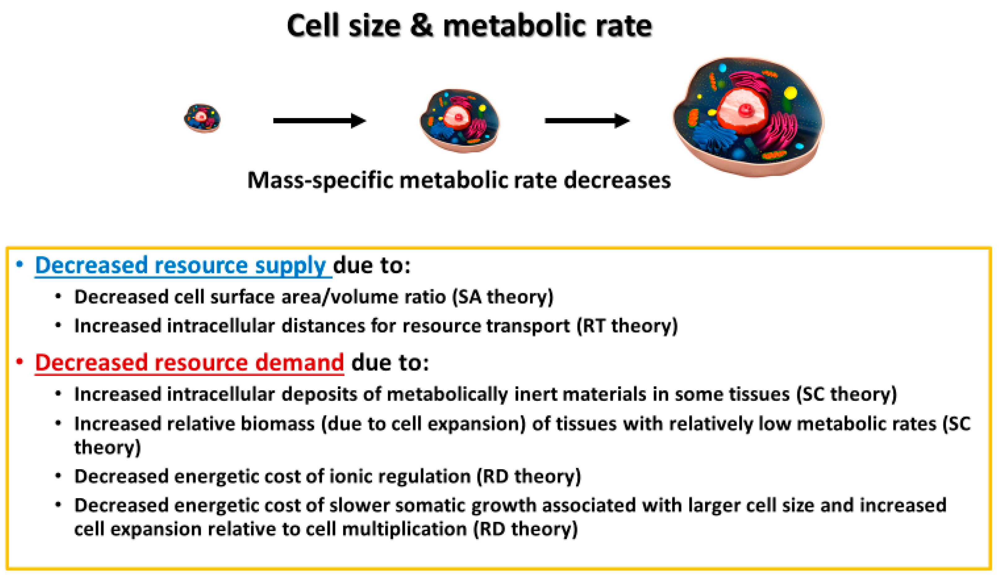 Biology 11 01106 g009