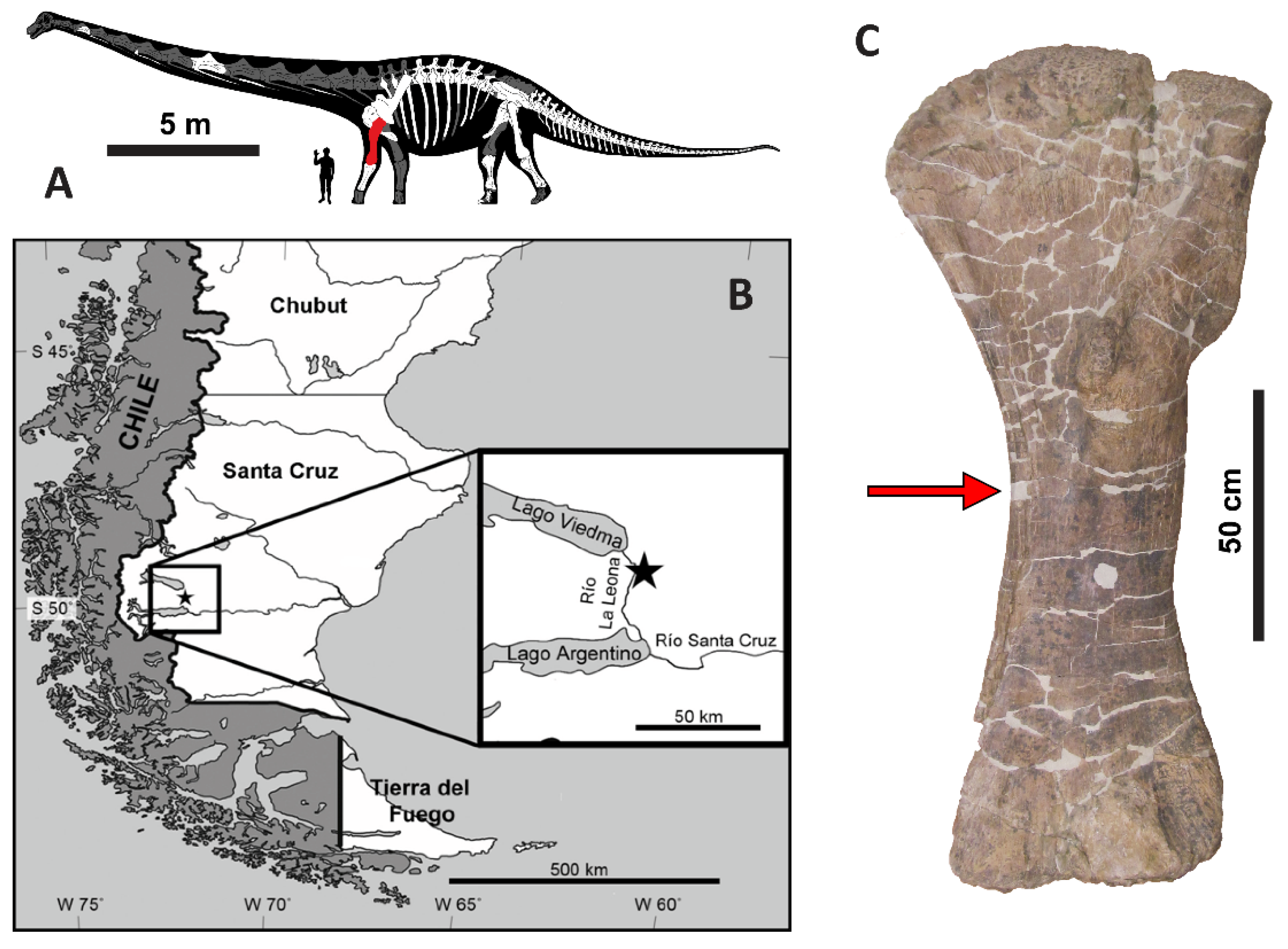 Biology | Free Full-Text | Soft-Tissue, Rare Earth Element, and Molecular  Analyses of Dreadnoughtus schrani, an Exceptionally Complete Titanosaur  from Argentina