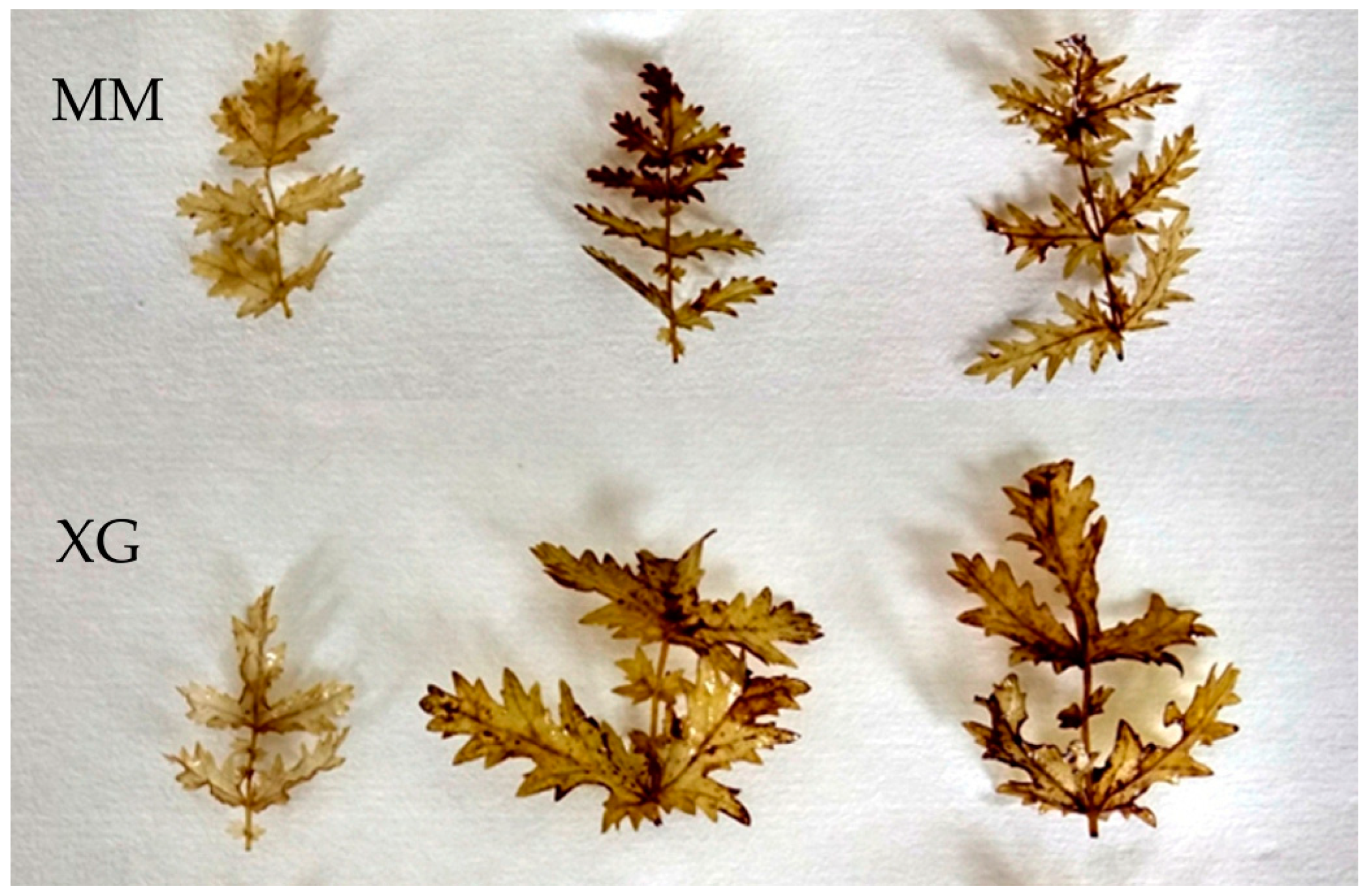 Biology 11 01198 g007