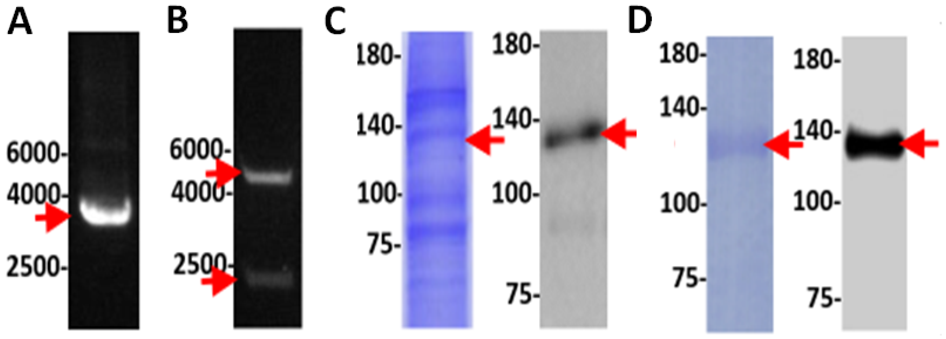 Biology 11 01210 g007 Biology 11 01210 g007