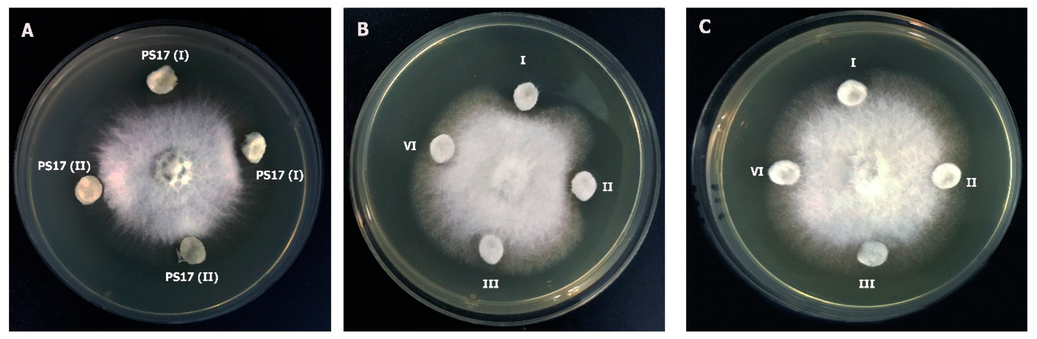 Biology 11 01305 g007 Biology 11 01305 g007