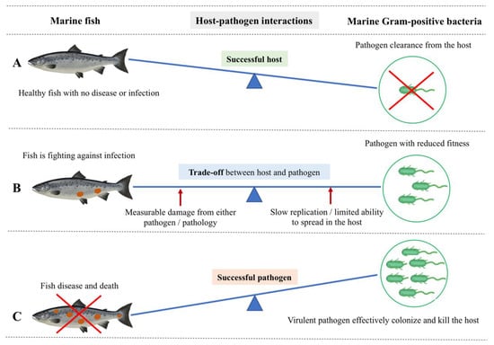 Vermont Is Stocking a New Strain of Rainbow Trout That Could Prove Hardier, Environment, Seven Days