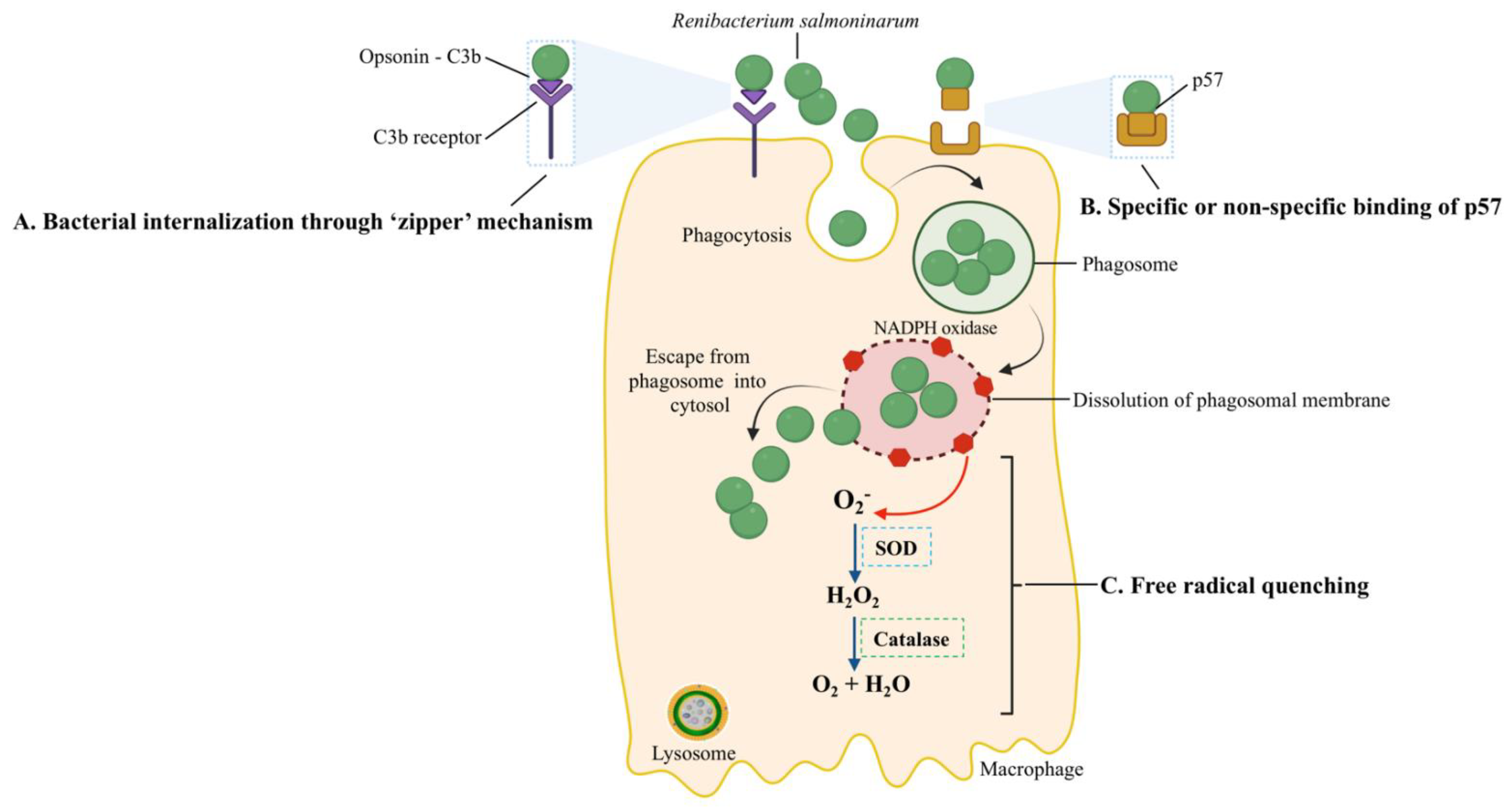 Biology 11 01316 g004