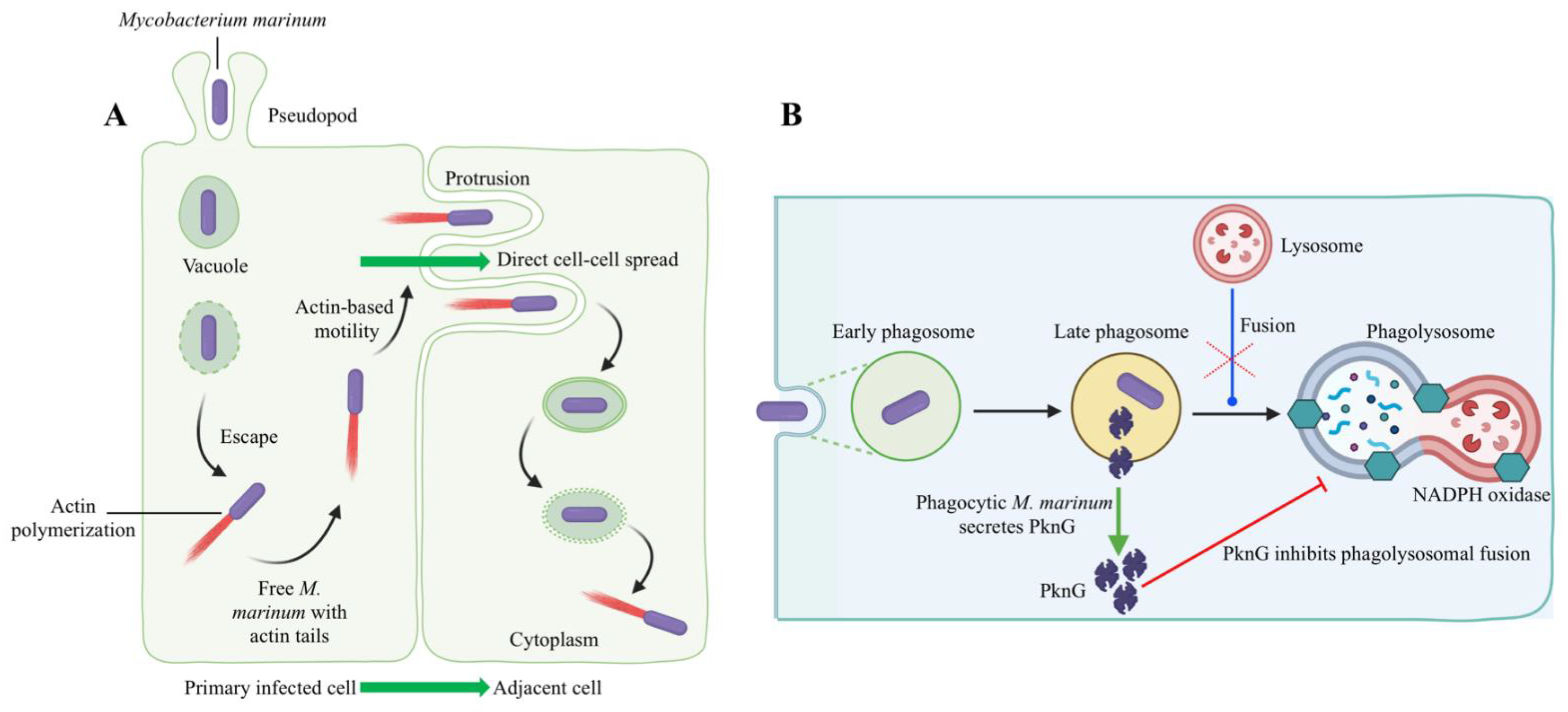 Biology 11 01316 g005