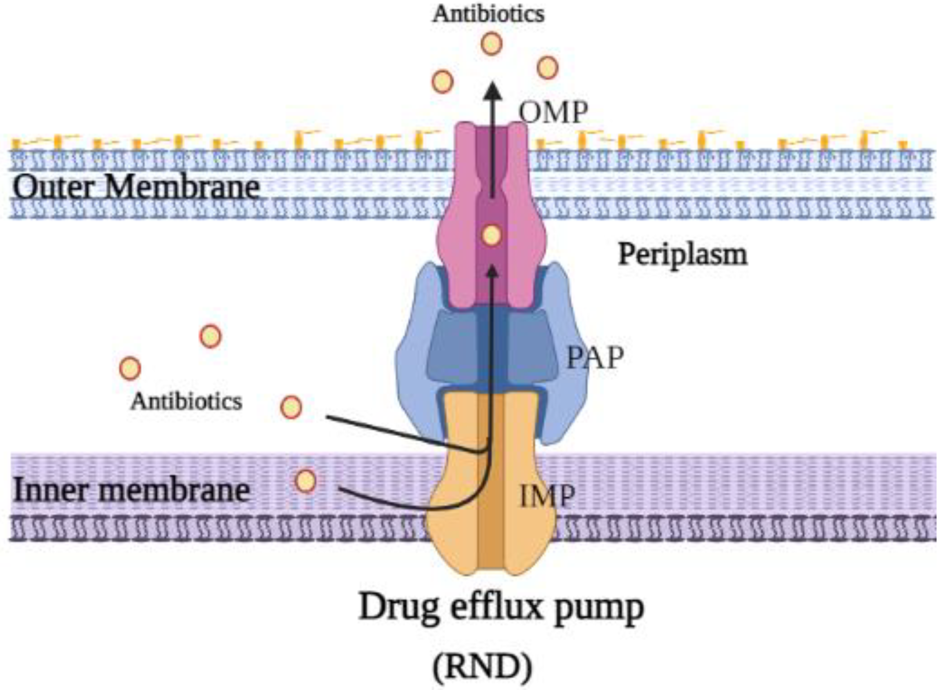 Biology | Free Full-Text | Drug Efflux Pump Inhibitors: A Promising  Approach to Counter Multidrug Resistance in Gram-Negative Pathogens by  Targeting AcrB Protein from AcrAB-TolC Multidrug Efflux Pump from  Escherichia coli