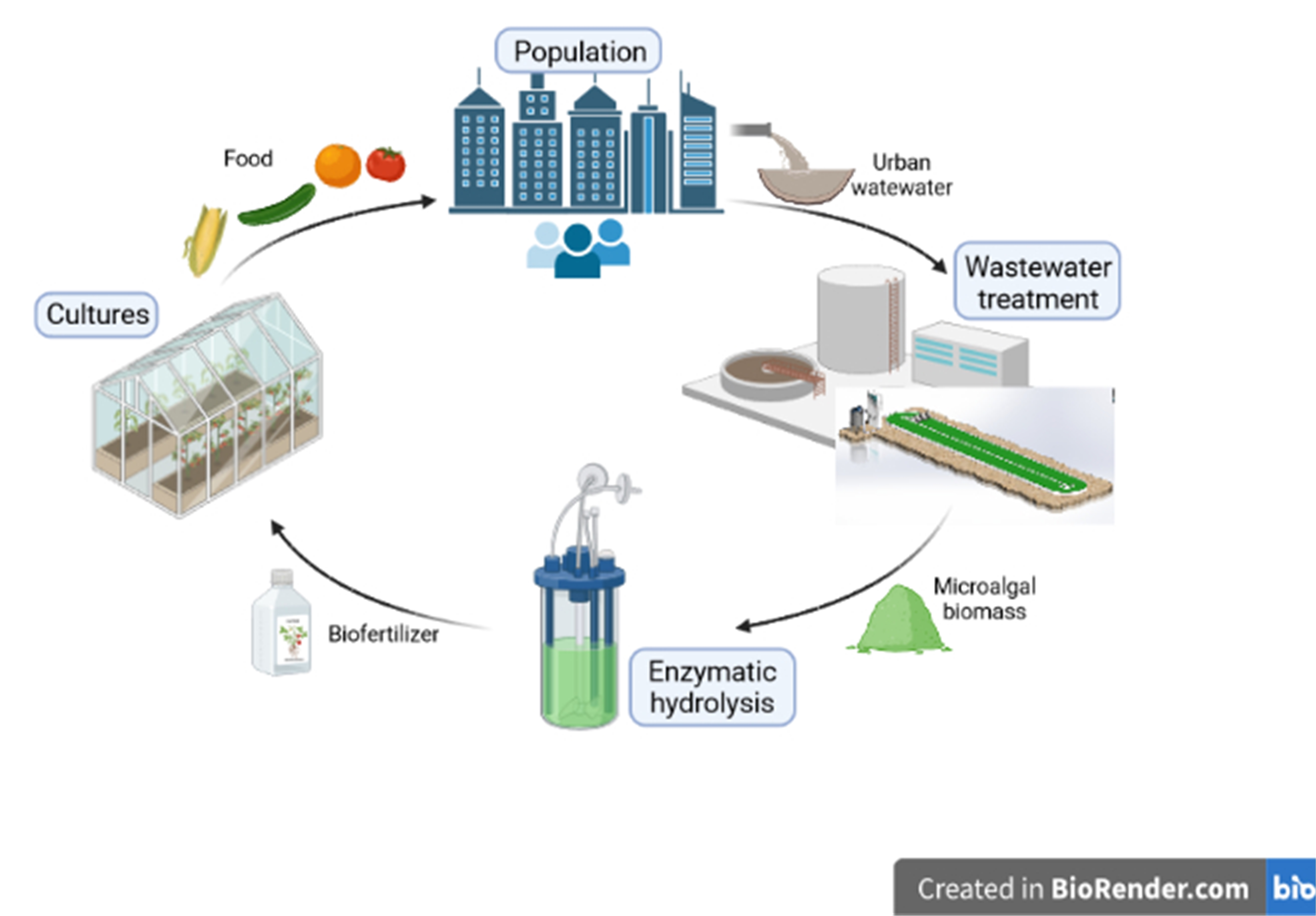 Biology Free Full Text Simulation And Techno Economical Evaluation Of A Microalgal Biofertilizer Production Process