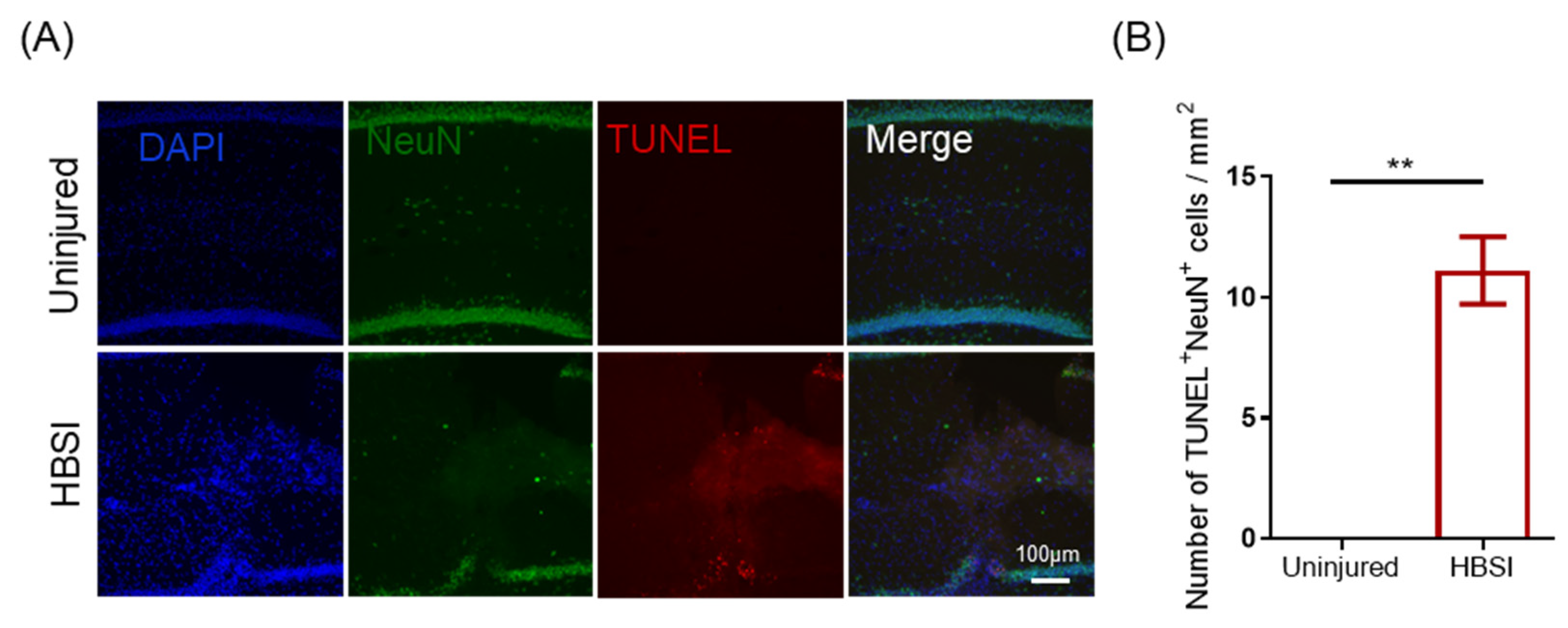 Biology 11 01365 g004 Biology 11 01365 g004
