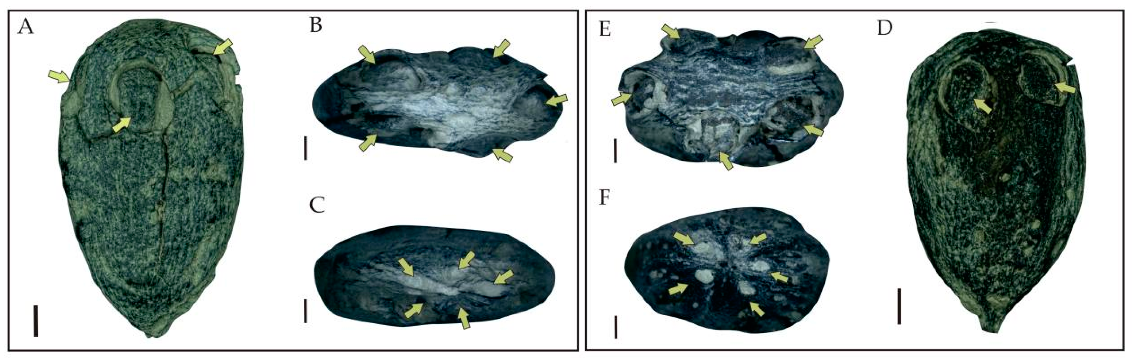 Biology 11 01399 g003 Biology 11 01399 g003