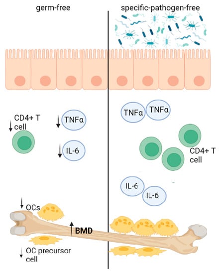 Biology | Free Full-Text | Roles of Gut Microbiome in Bone