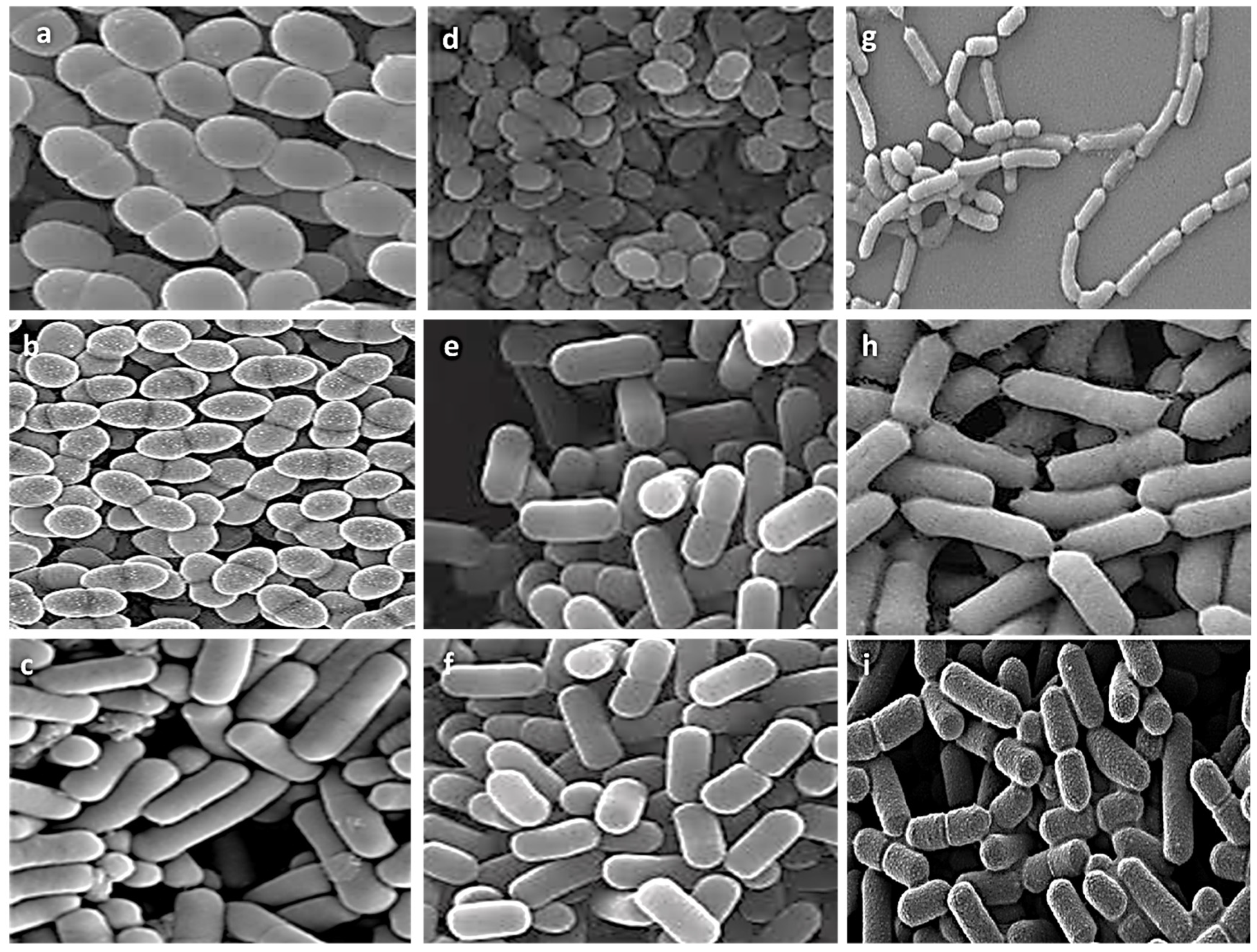 Biology 11 01405 g002 Biology 11 01405 g002