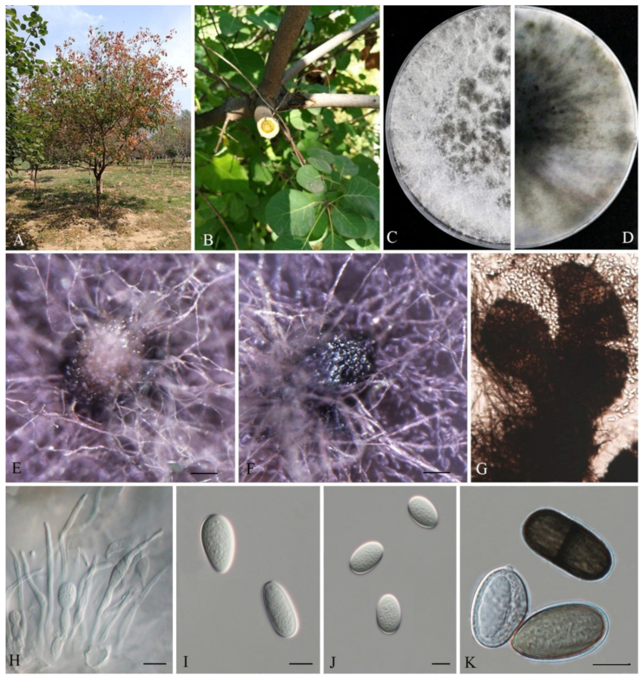 Biology 11 01459 g003 Biology 11 01459 g003