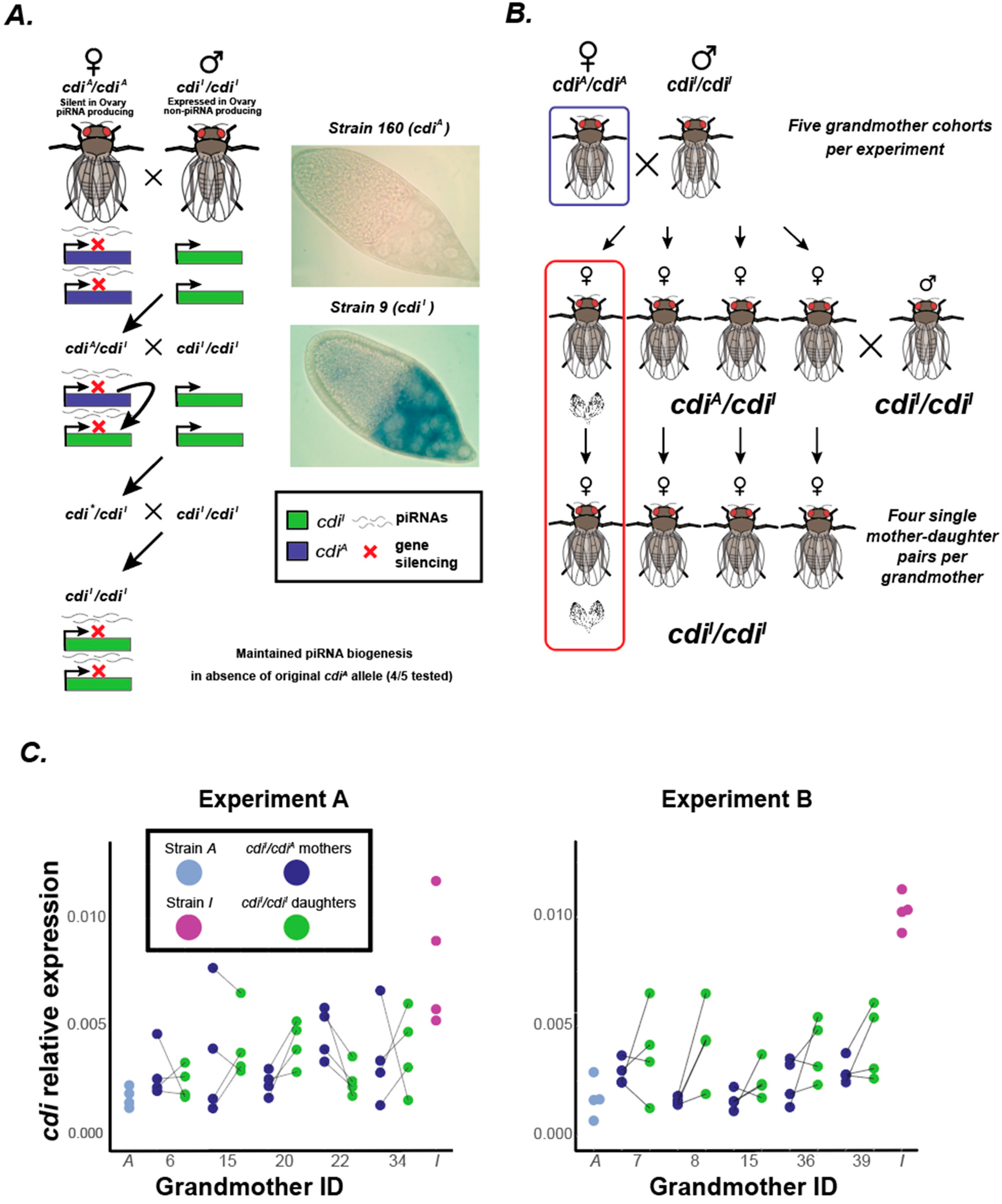 Biology | Free Full-Text | Paramutation-like Epigenetic Conversion by piRNA  at the Telomere of Drosophila virilis