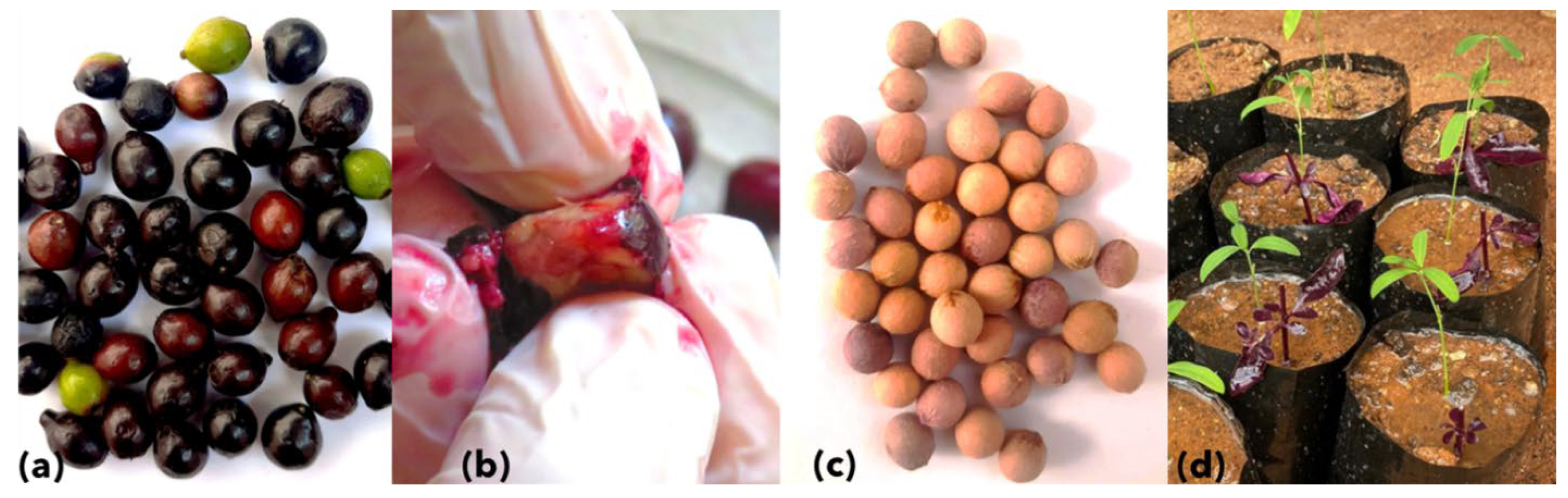 PDF) Identification of a 'Candidatus Phytoplasma asteris'-related strain  associated with spike disease of sandal (Santalum album) in India