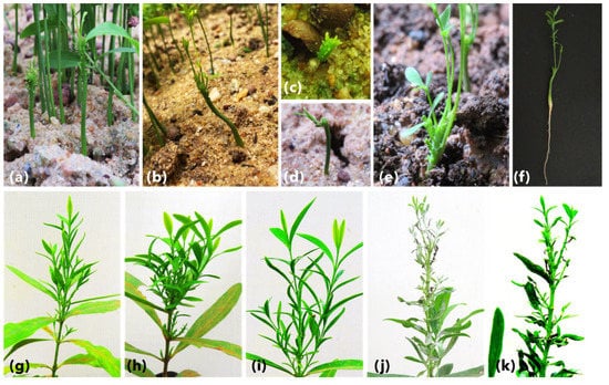 Little Leaf Disease of Eggplant | SpringerLink