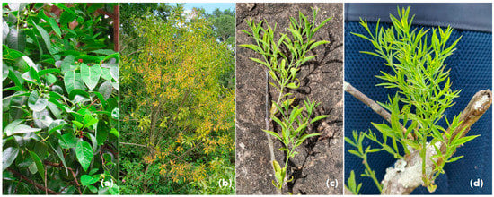 A seven-year old sandal plantation on farm land. | Download Scientific  Diagram